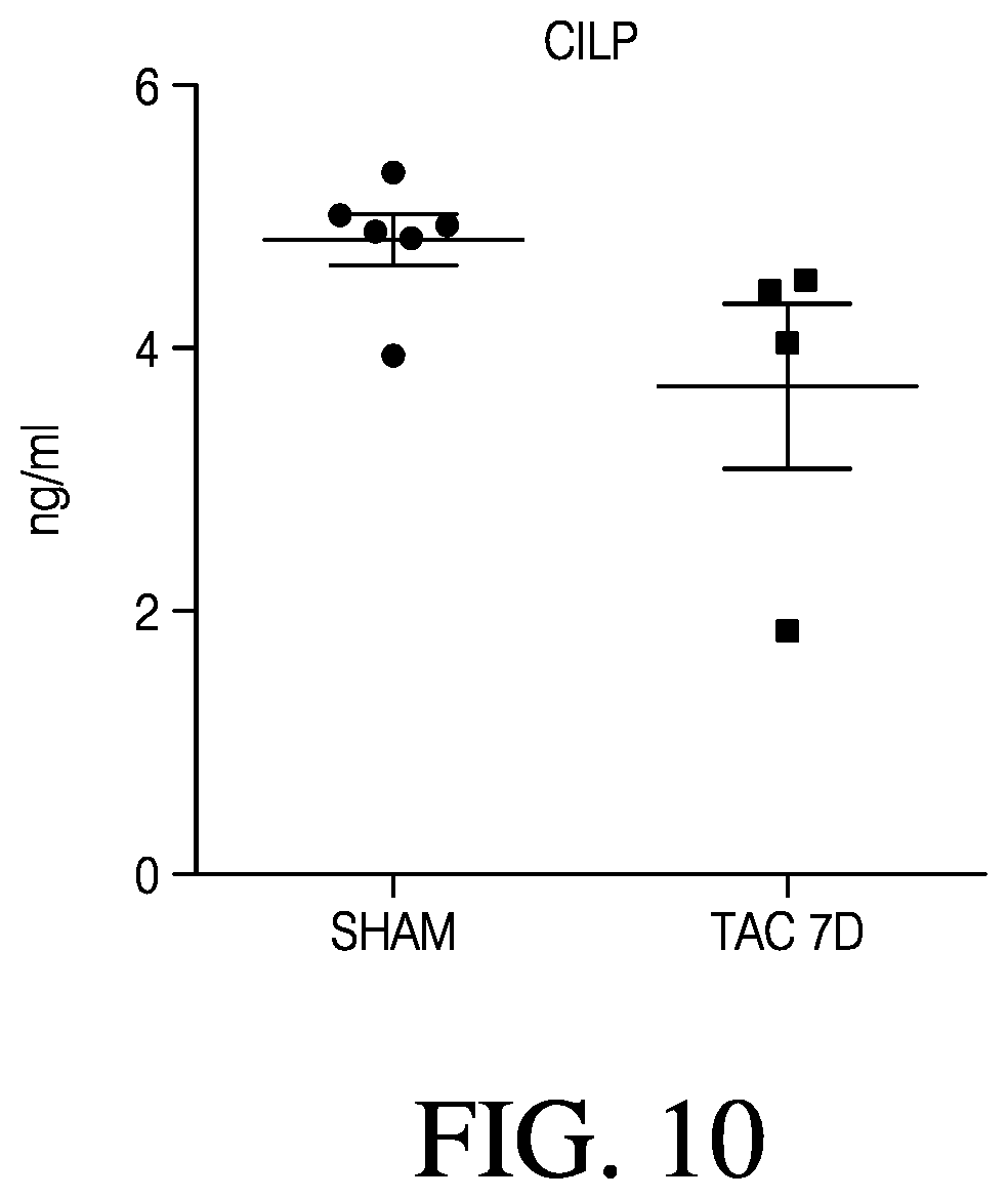 Patent US12613248 Figure 10 – Full-length CILP as a biomarker for cardiac fibrosis