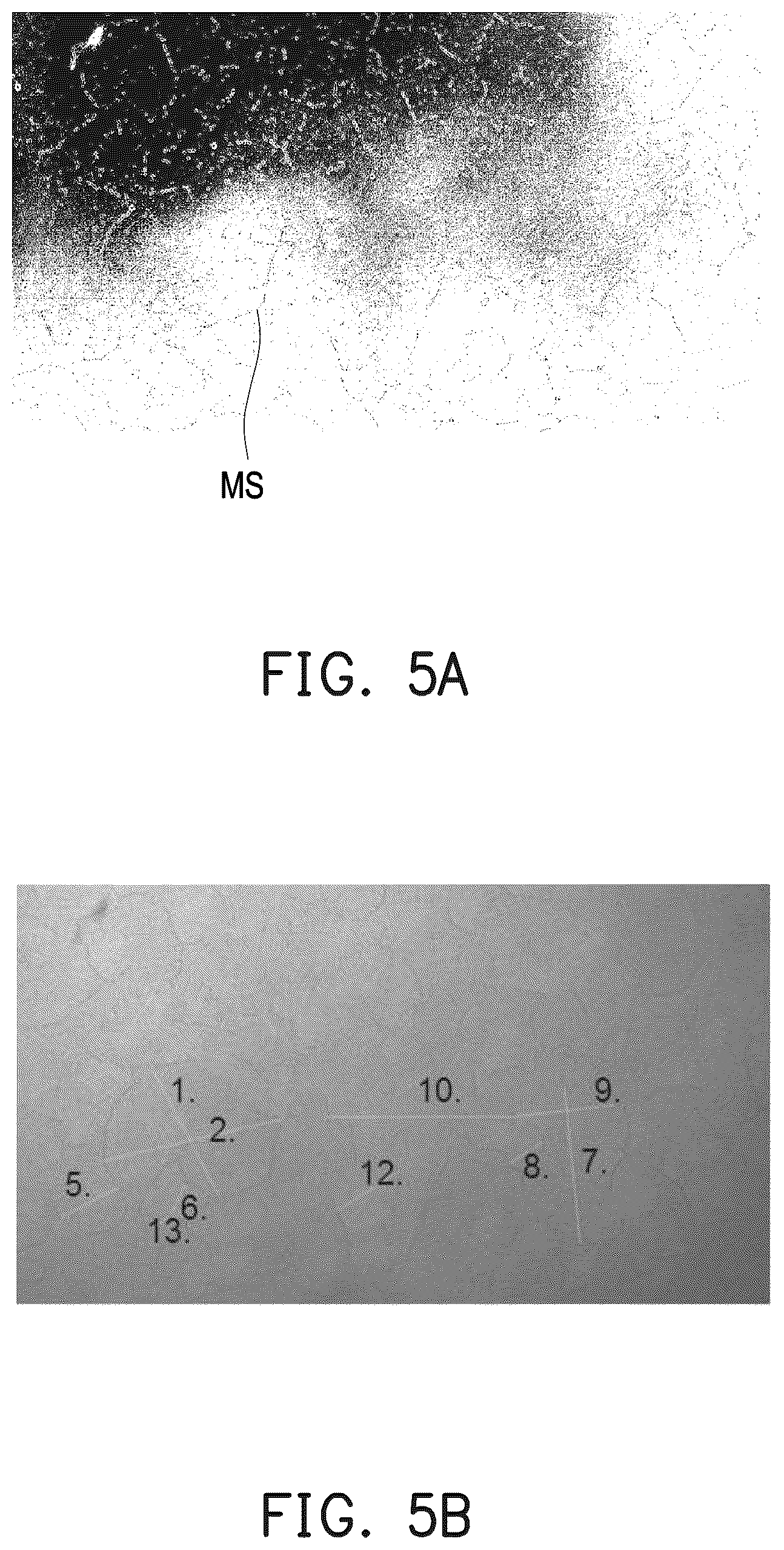 Patent US12613443 Figure 5 – Display device