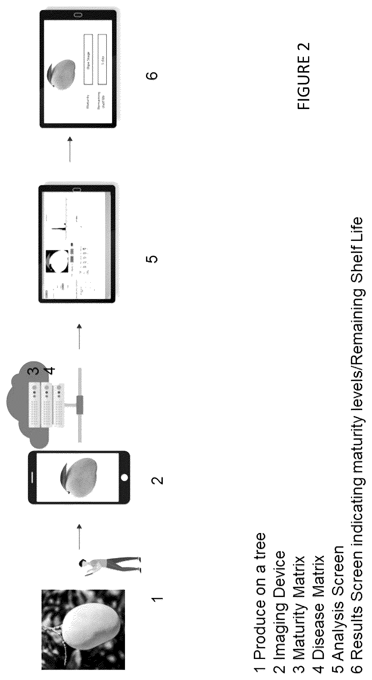 Patent US12614264 Figure 2 – Non-destructive method to predict shelf life and maturity of perishable commodities