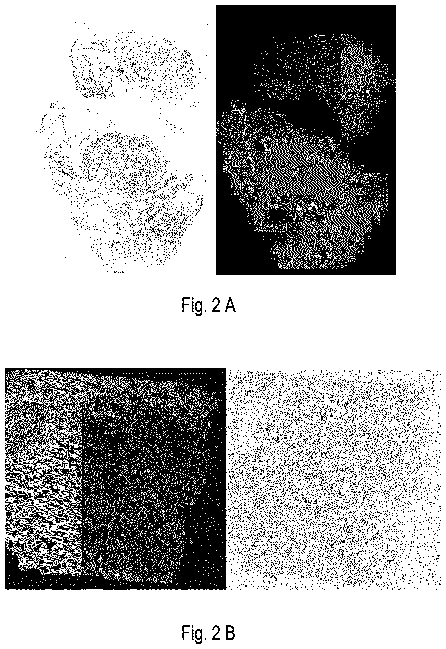 Patent US12614265 Figure 2 – Computer-implemented method for quality control of a digital image of a sample