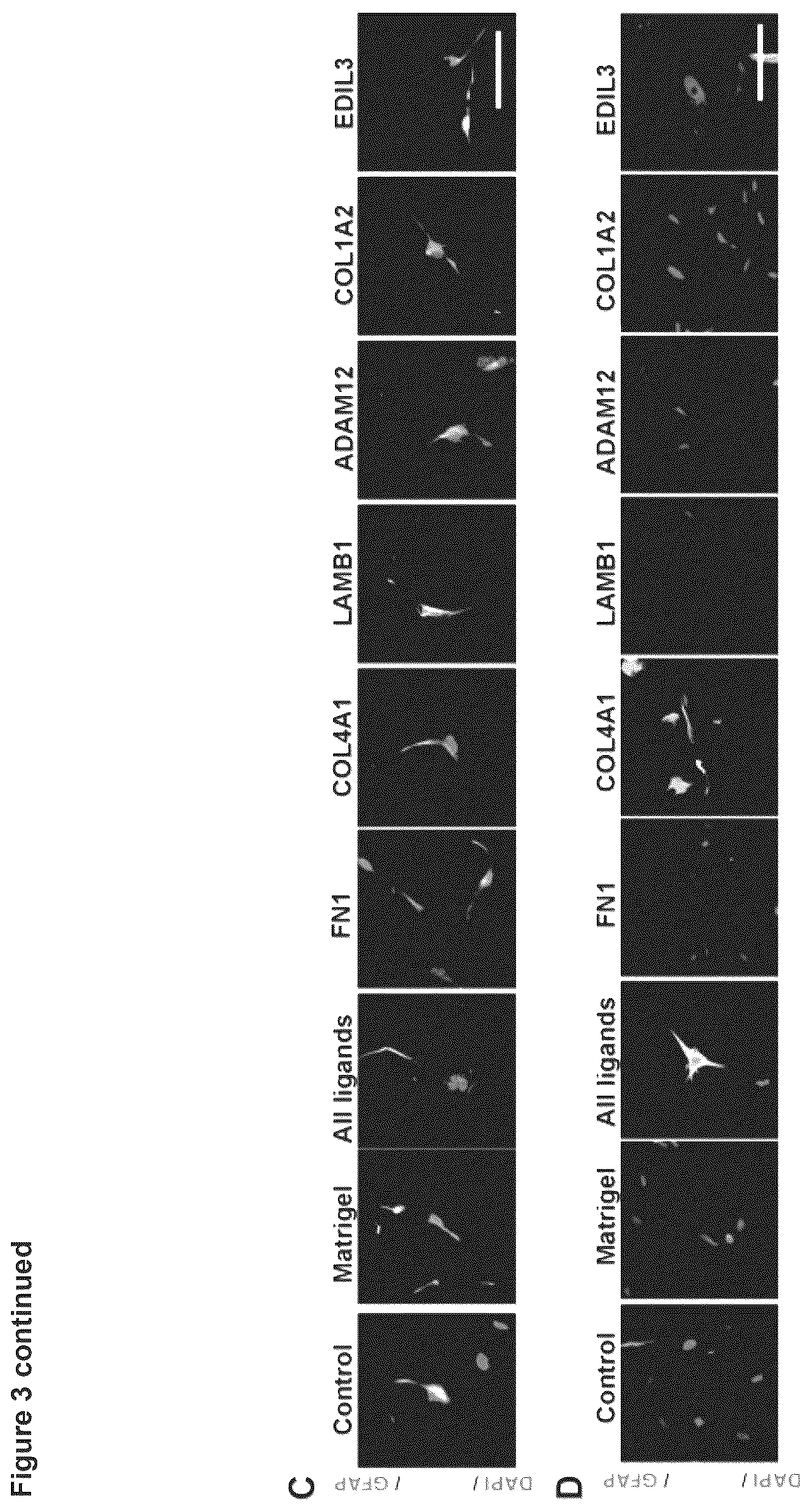 Patent US12614607 Figure 7 – Cell culture methods and compositions