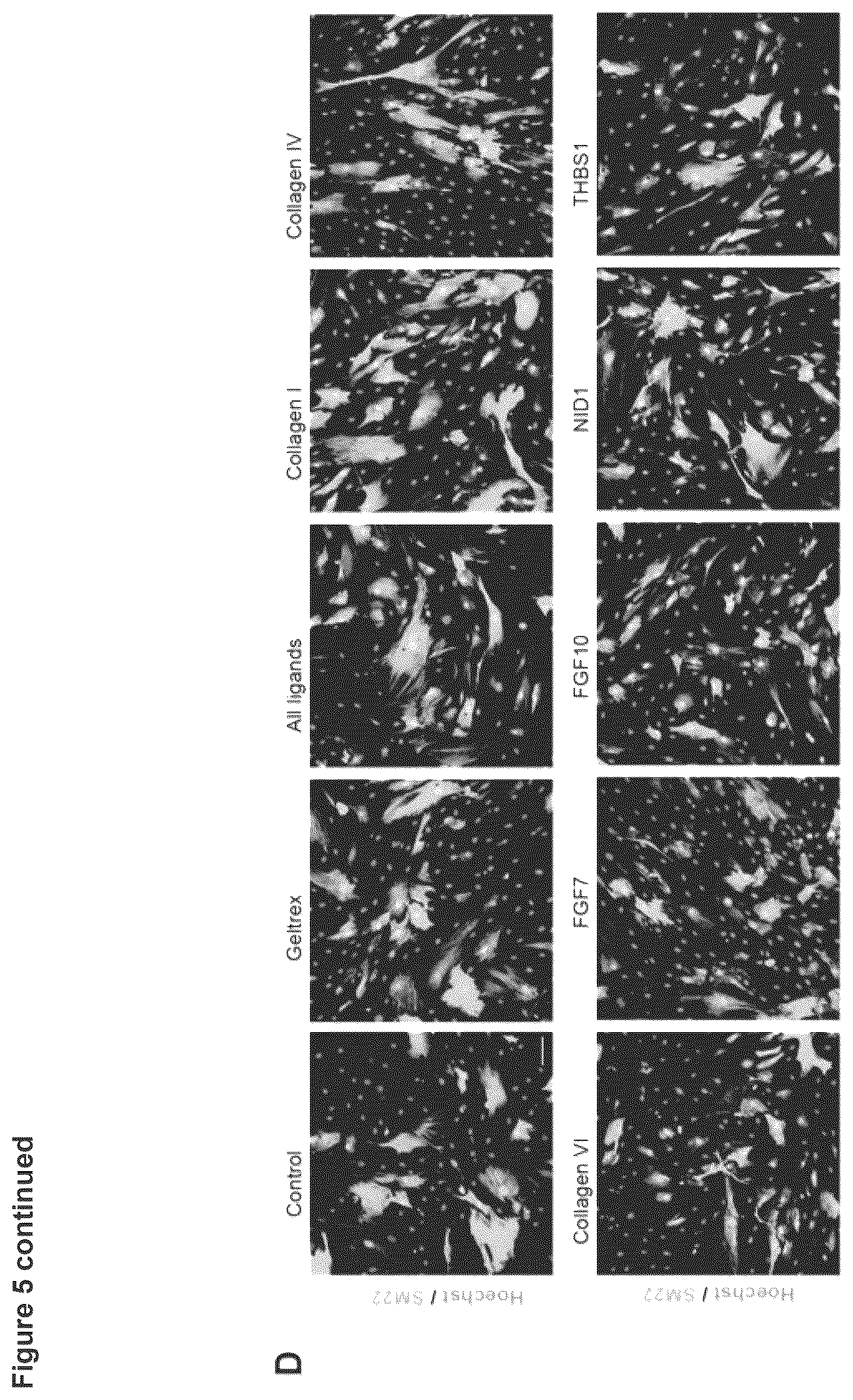 Patent US12614607 Figure 10 – Cell culture methods and compositions