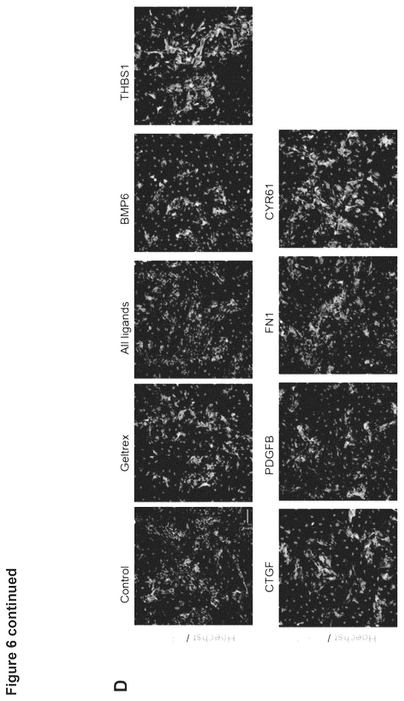 Patent US12614607 Figure 12 – Cell culture methods and compositions