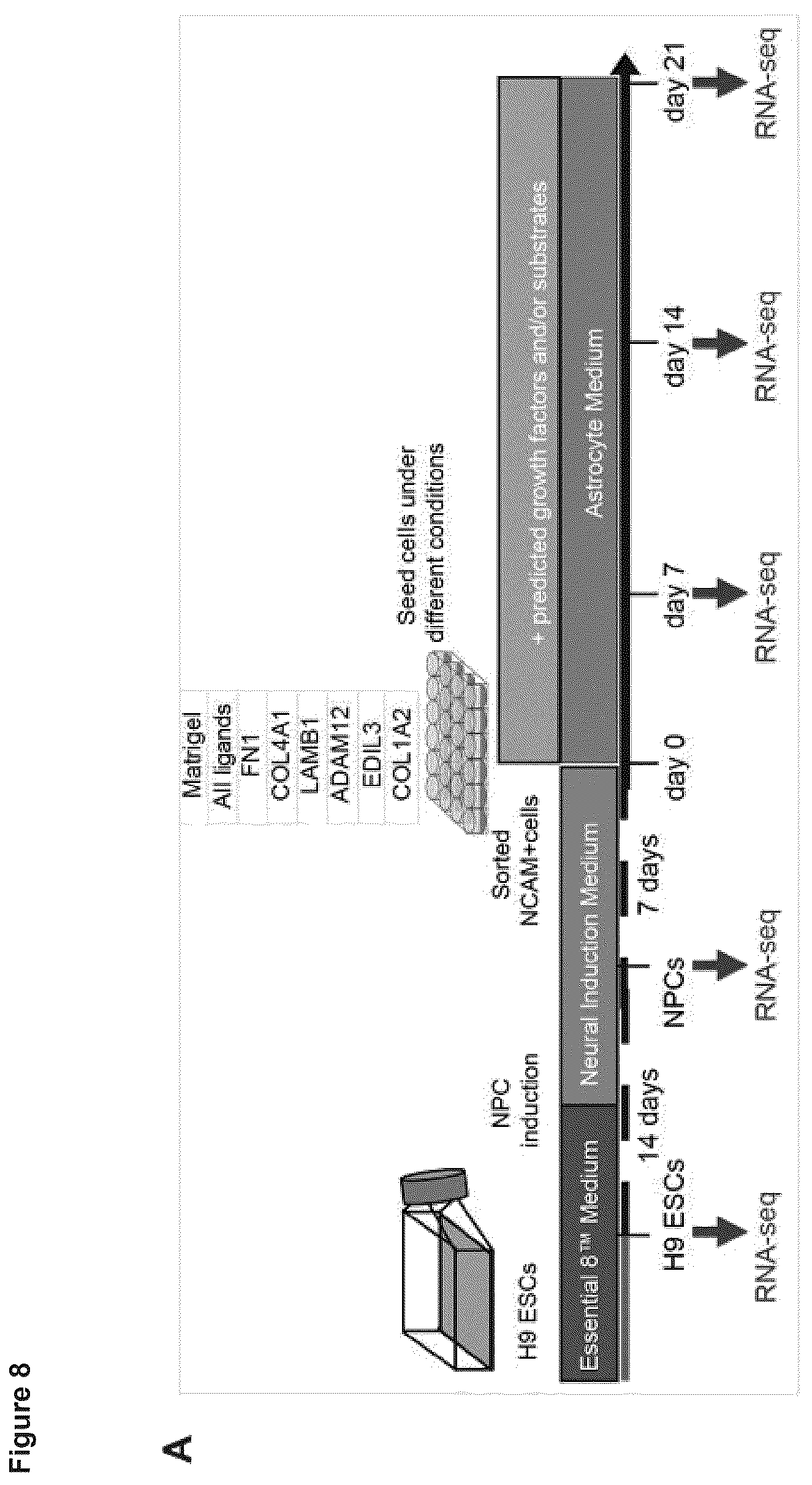 Patent US12614607 Figure 15 – Cell culture methods and compositions