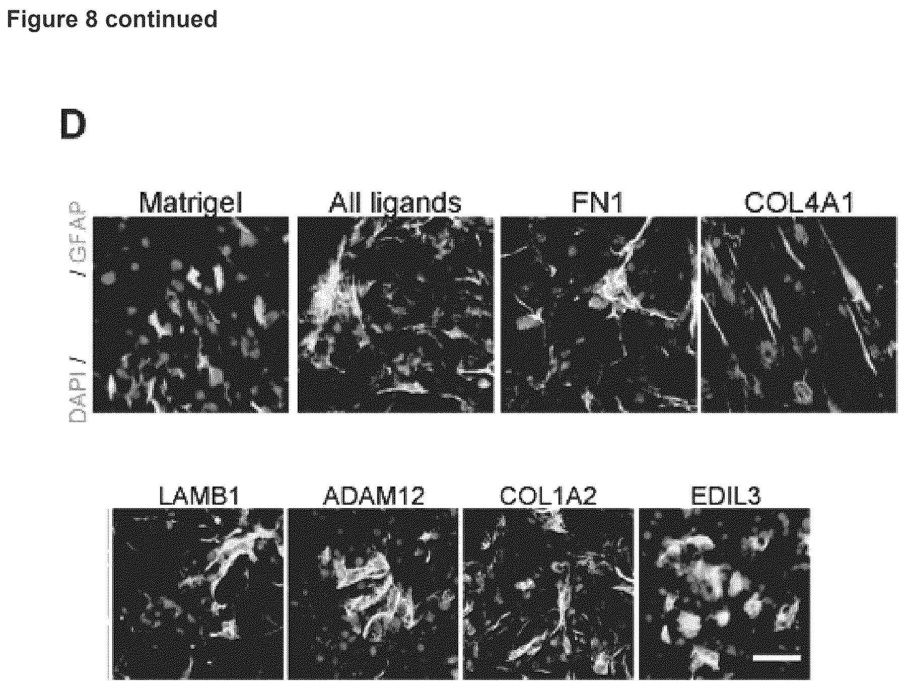 Patent US12614607 Figure 17 – Cell culture methods and compositions