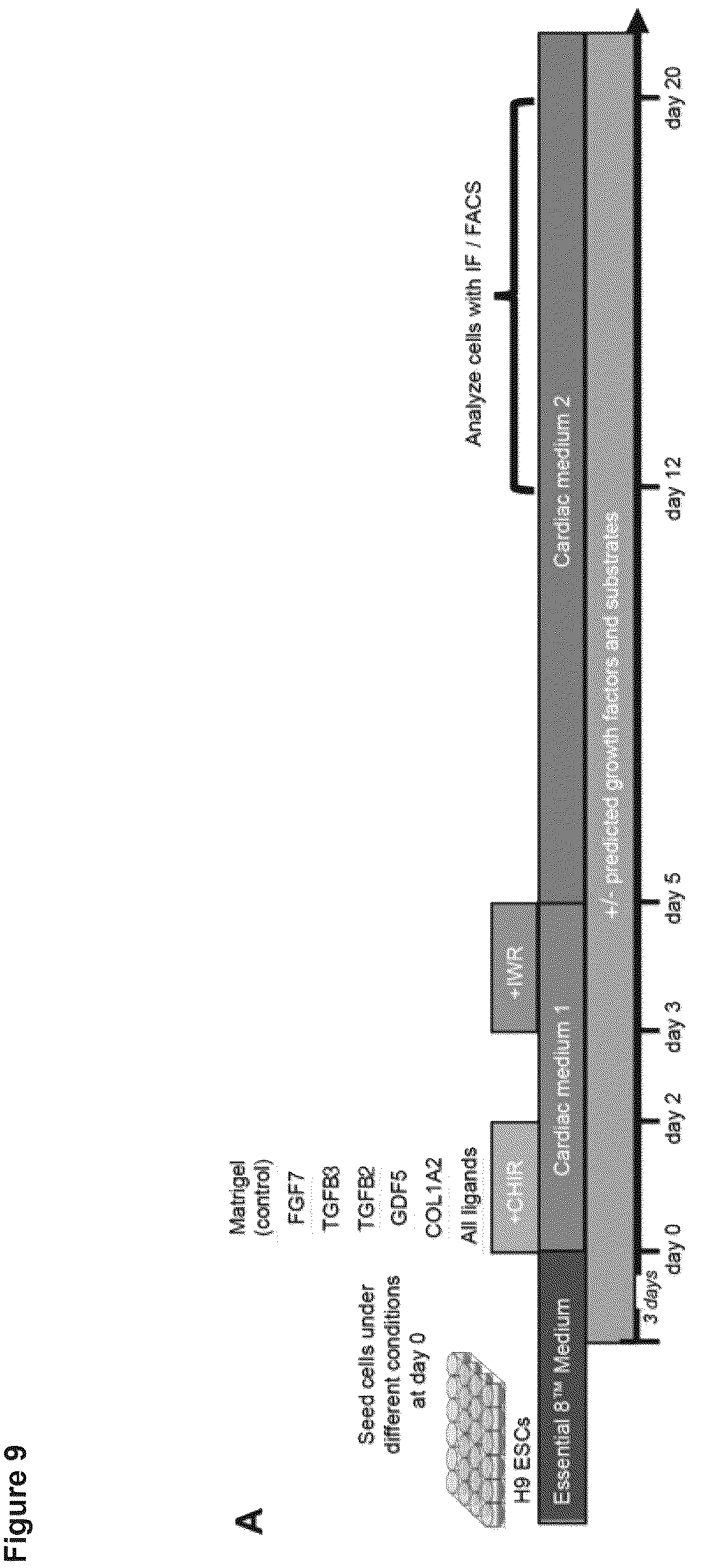 Patent US12614607 Figure 19 – Cell culture methods and compositions