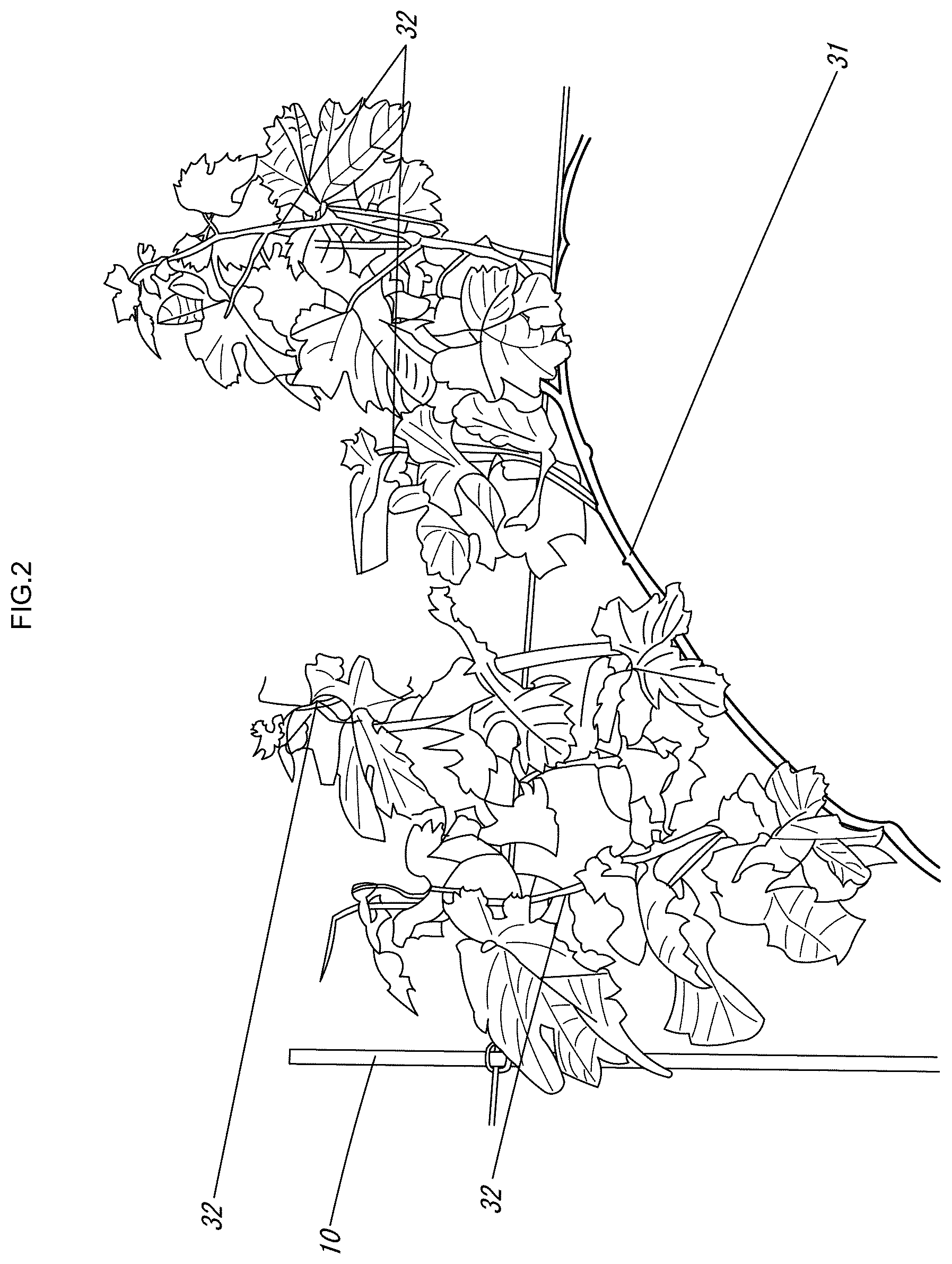Patent US12616104 Figure 3 – Grape cultivation method