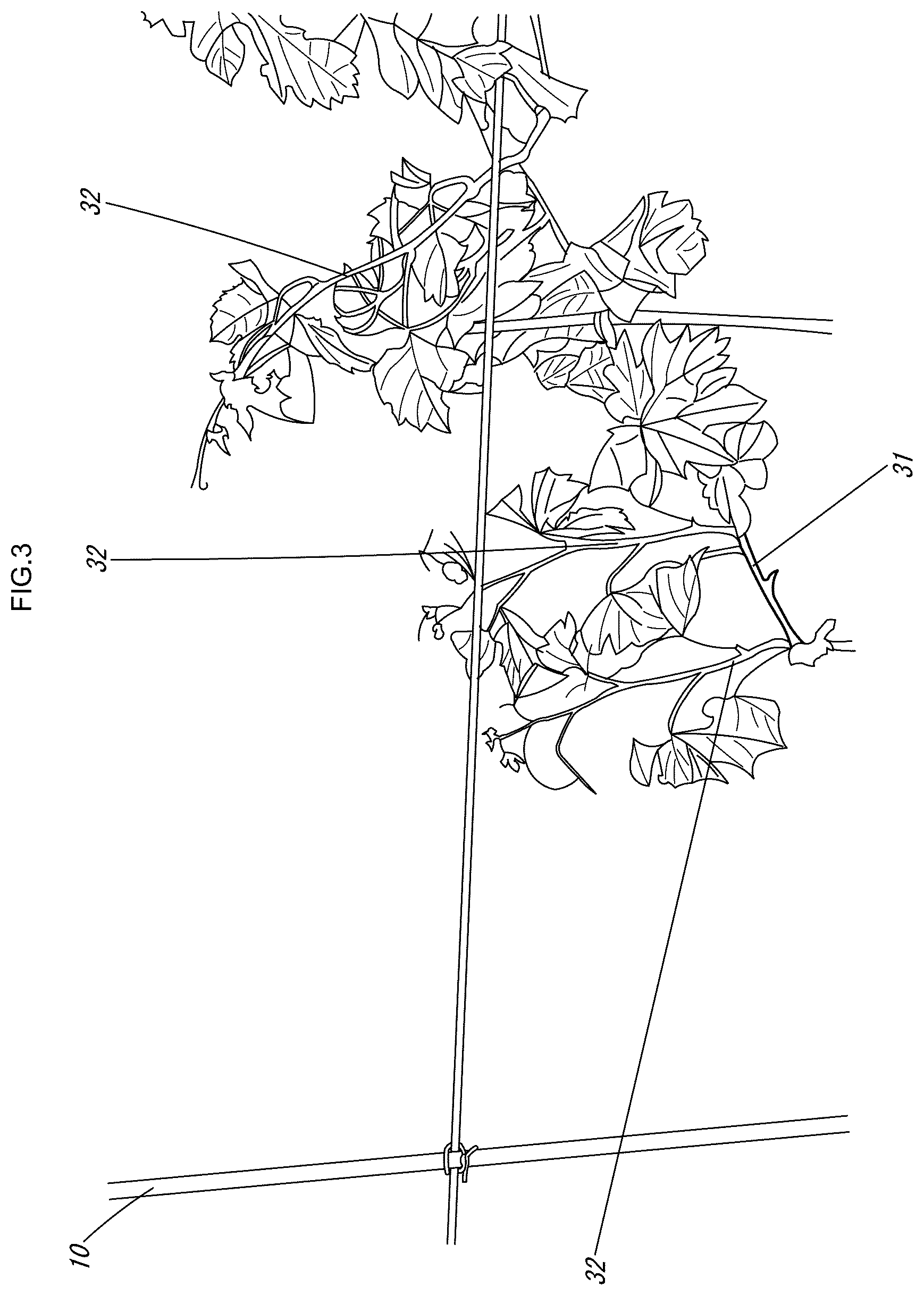 Patent US12616104 Figure 4 – Grape cultivation method