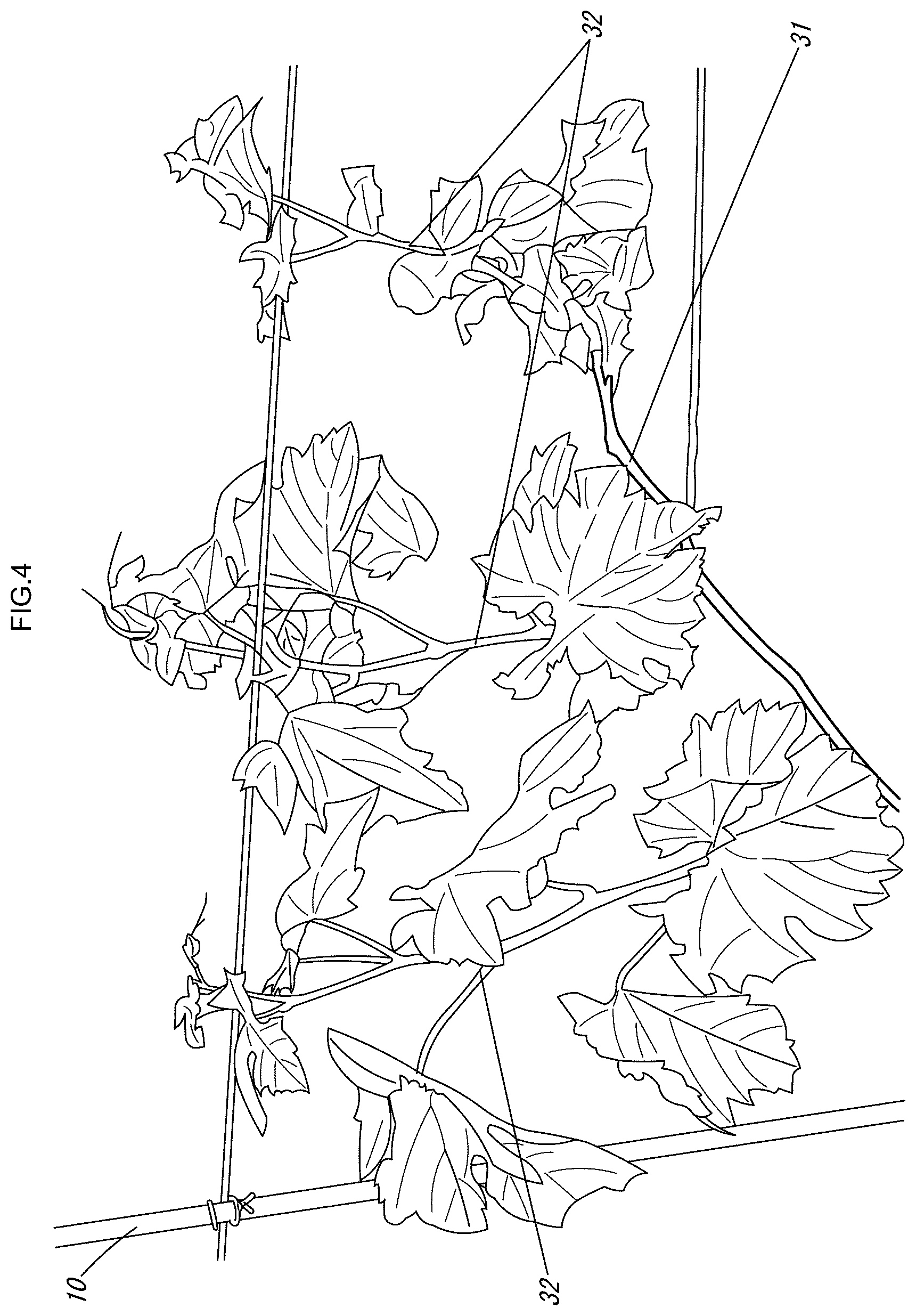 Patent US12616104 Figure 5 – Grape cultivation method