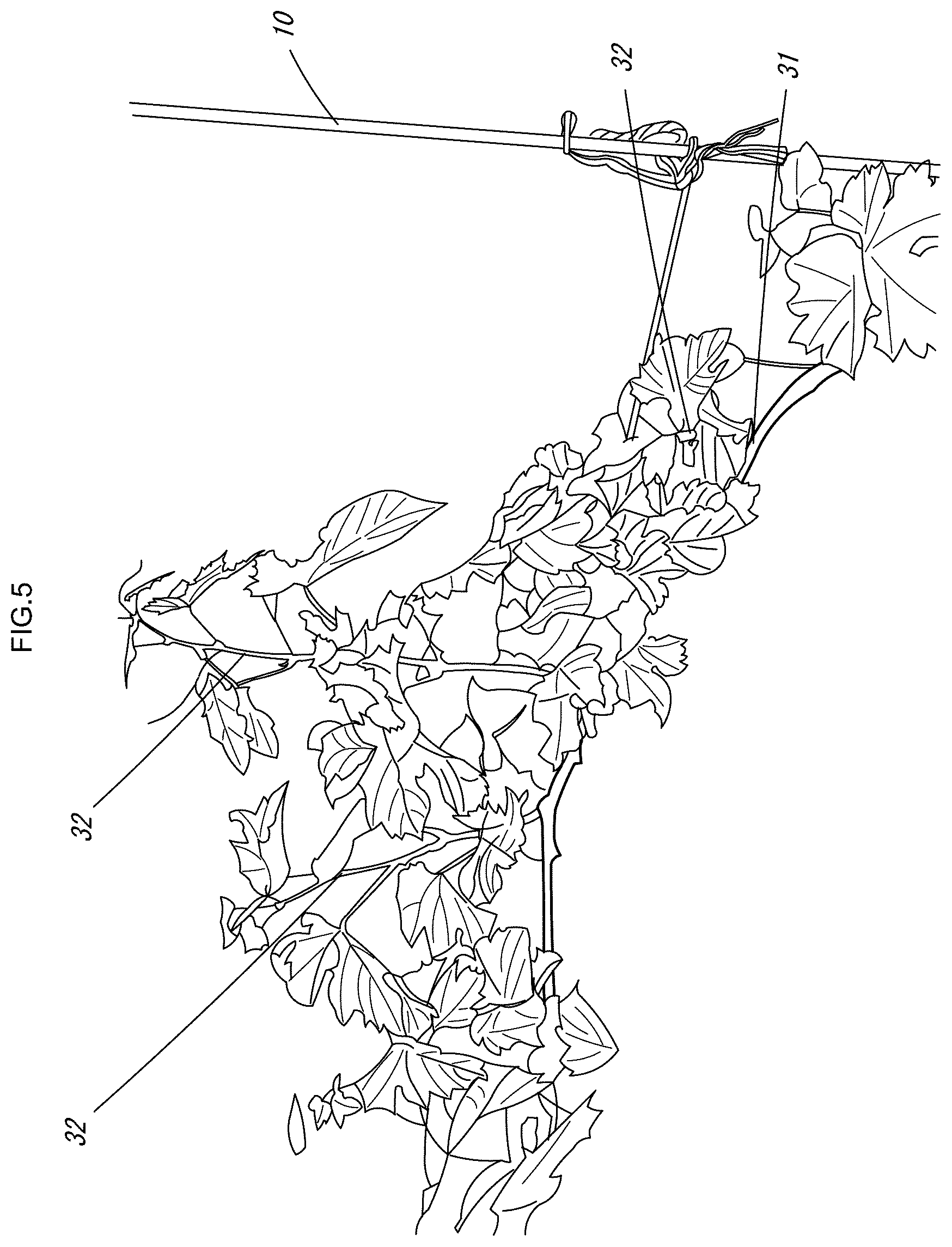 Patent US12616104 Figure 6 – Grape cultivation method