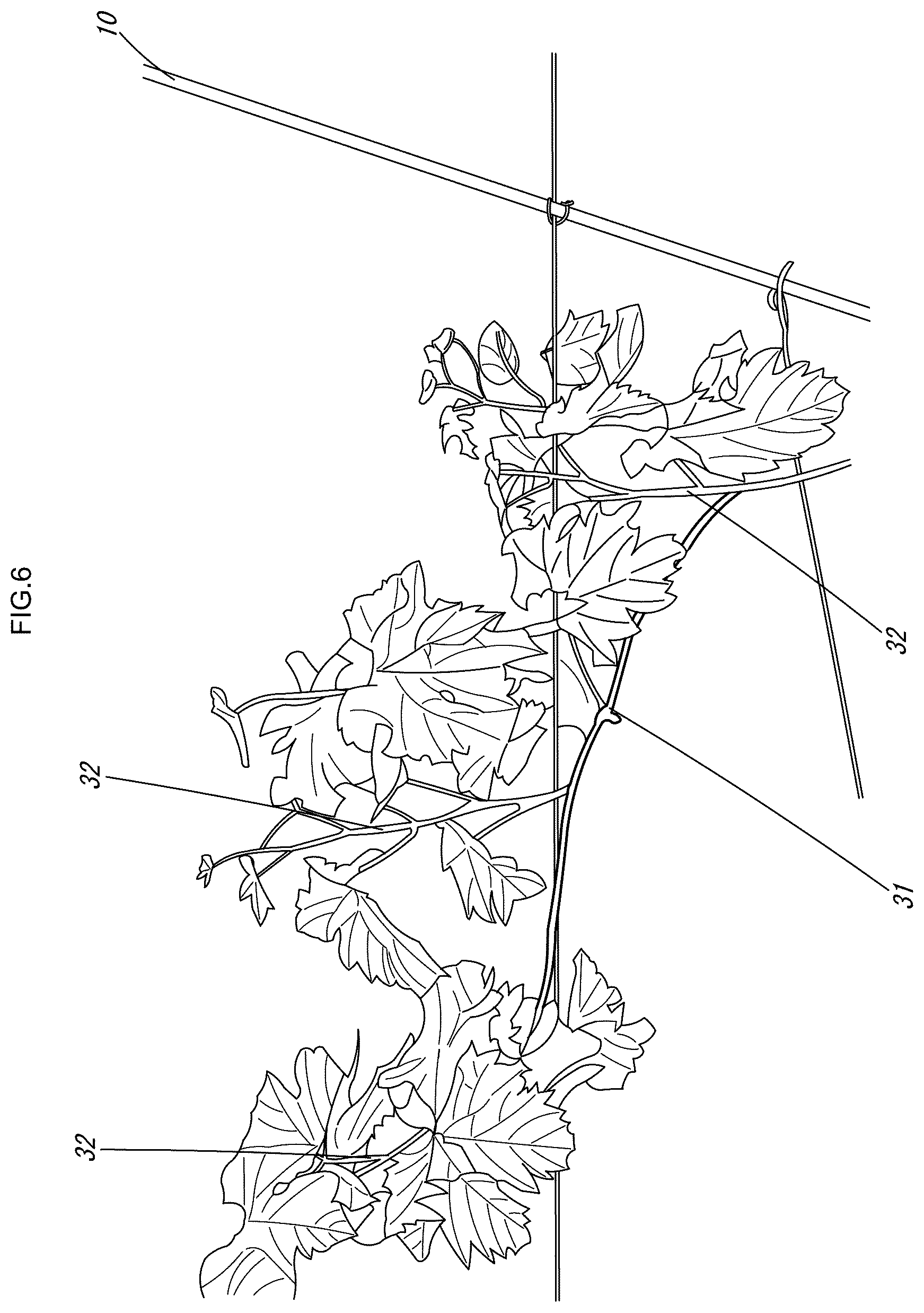 Patent US12616104 Figure 7 – Grape cultivation method