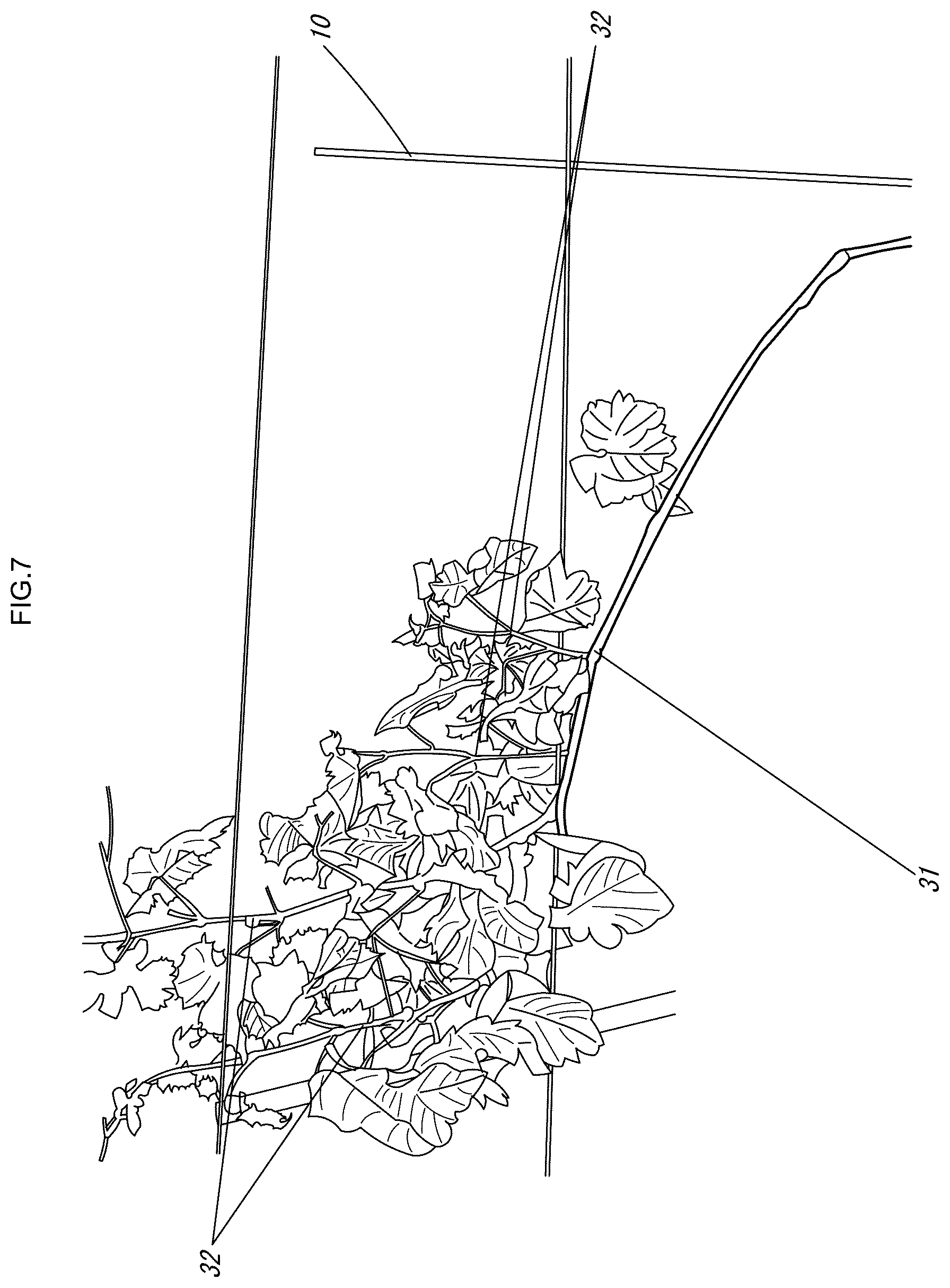 Patent US12616104 Figure 8 – Grape cultivation method