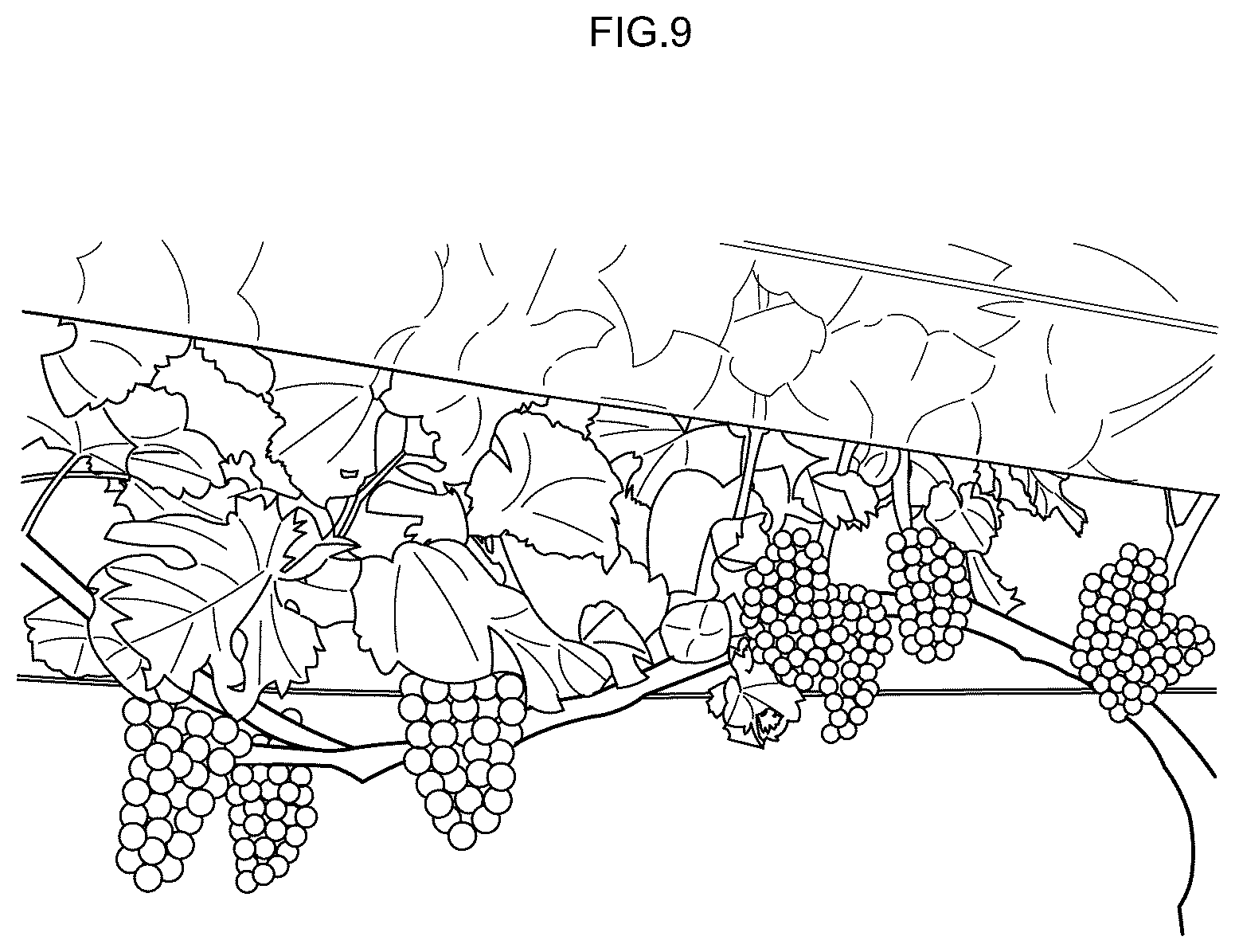 Patent US12616104 Figure 10 – Grape cultivation method