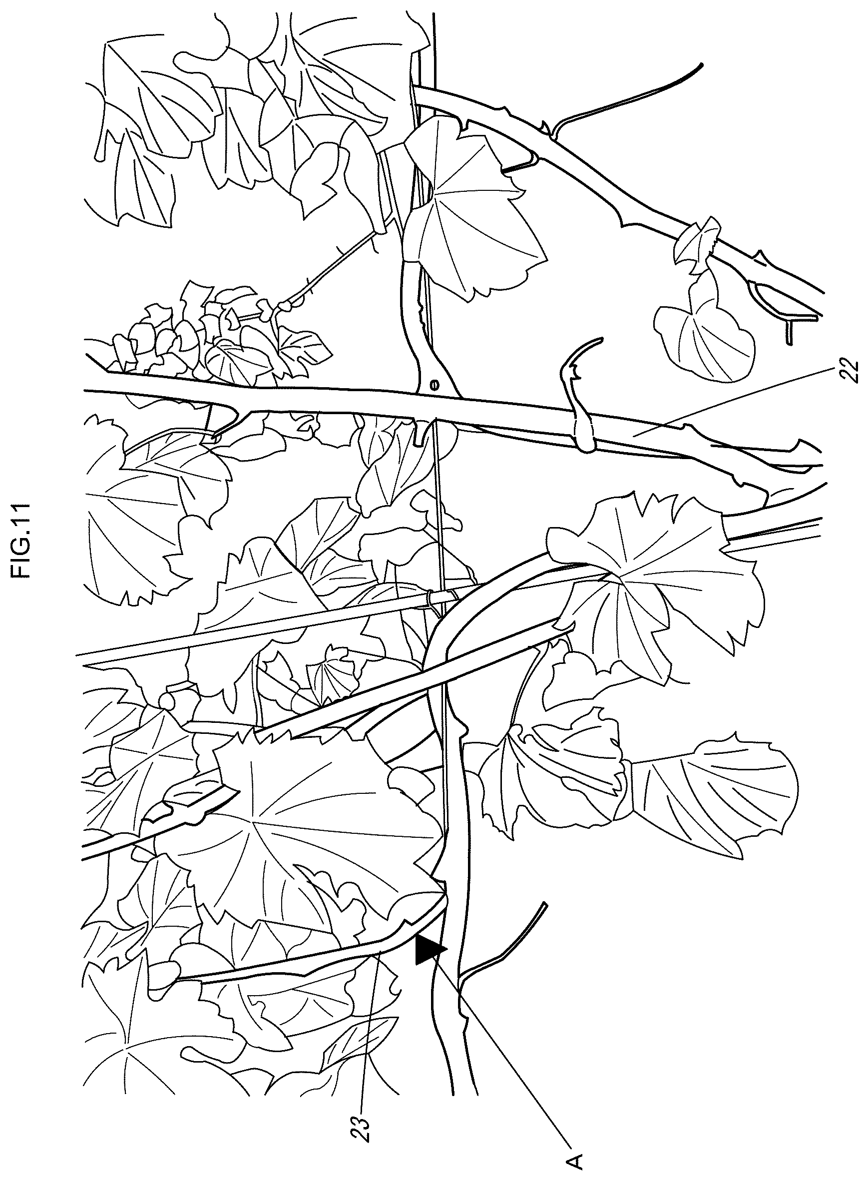 Patent US12616104 Figure 12 – Grape cultivation method