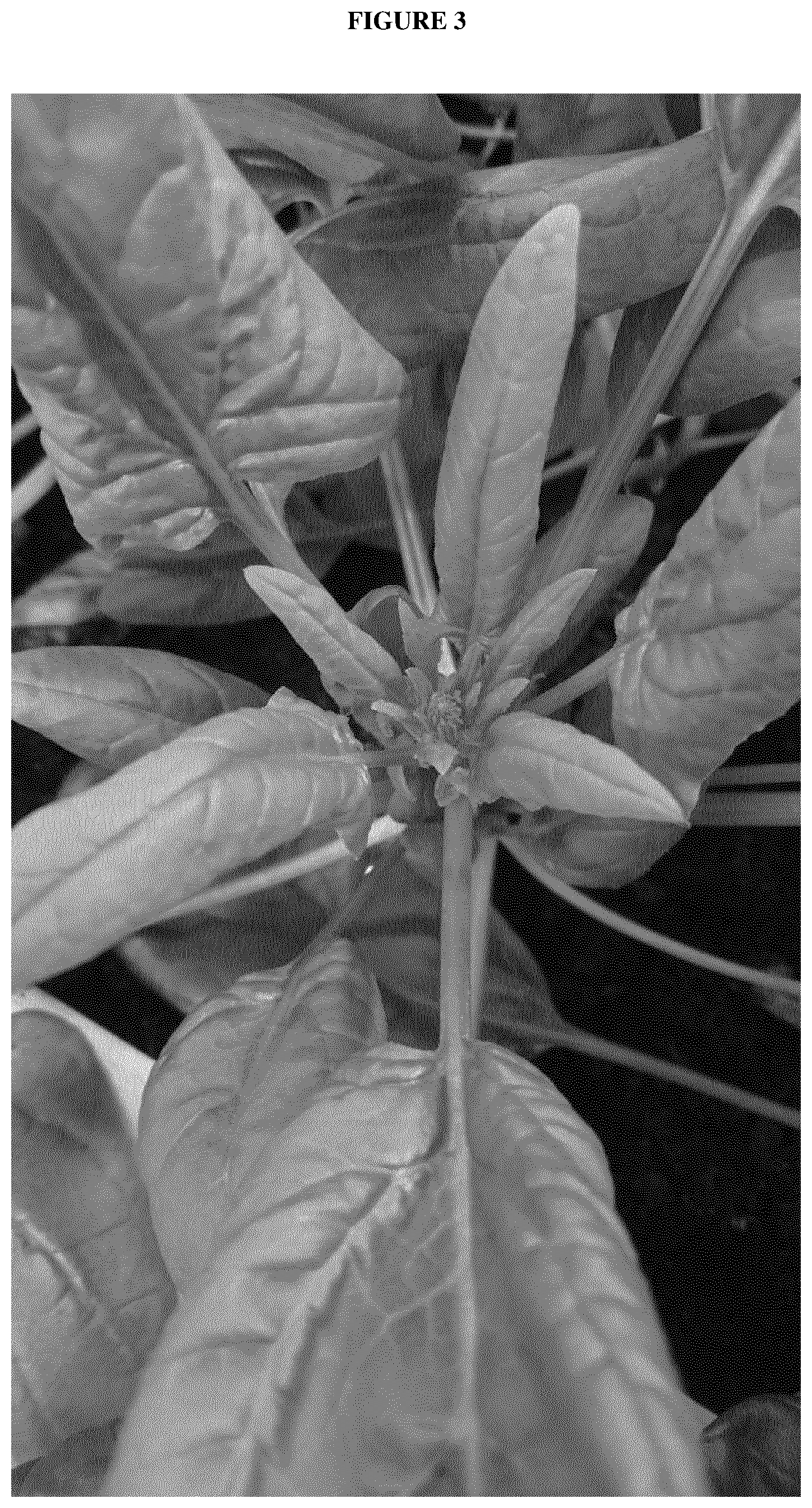 Patent US12616109 Figure 3 – Spinach plants resistant to Peronospora farinosa and Stemphylium vesicarium