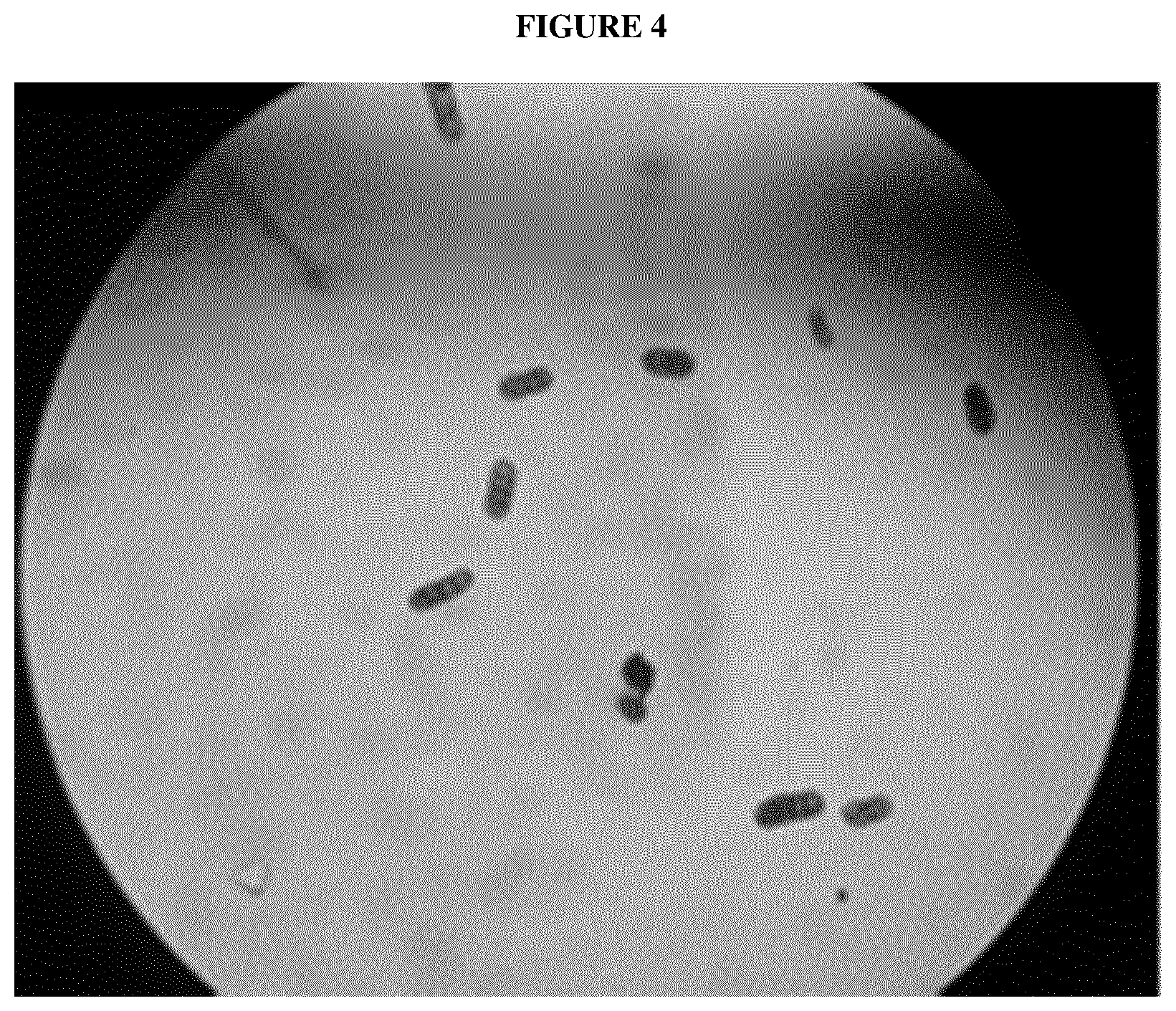 Patent US12616109 Figure 4 – Spinach plants resistant to Peronospora farinosa and Stemphylium vesicarium