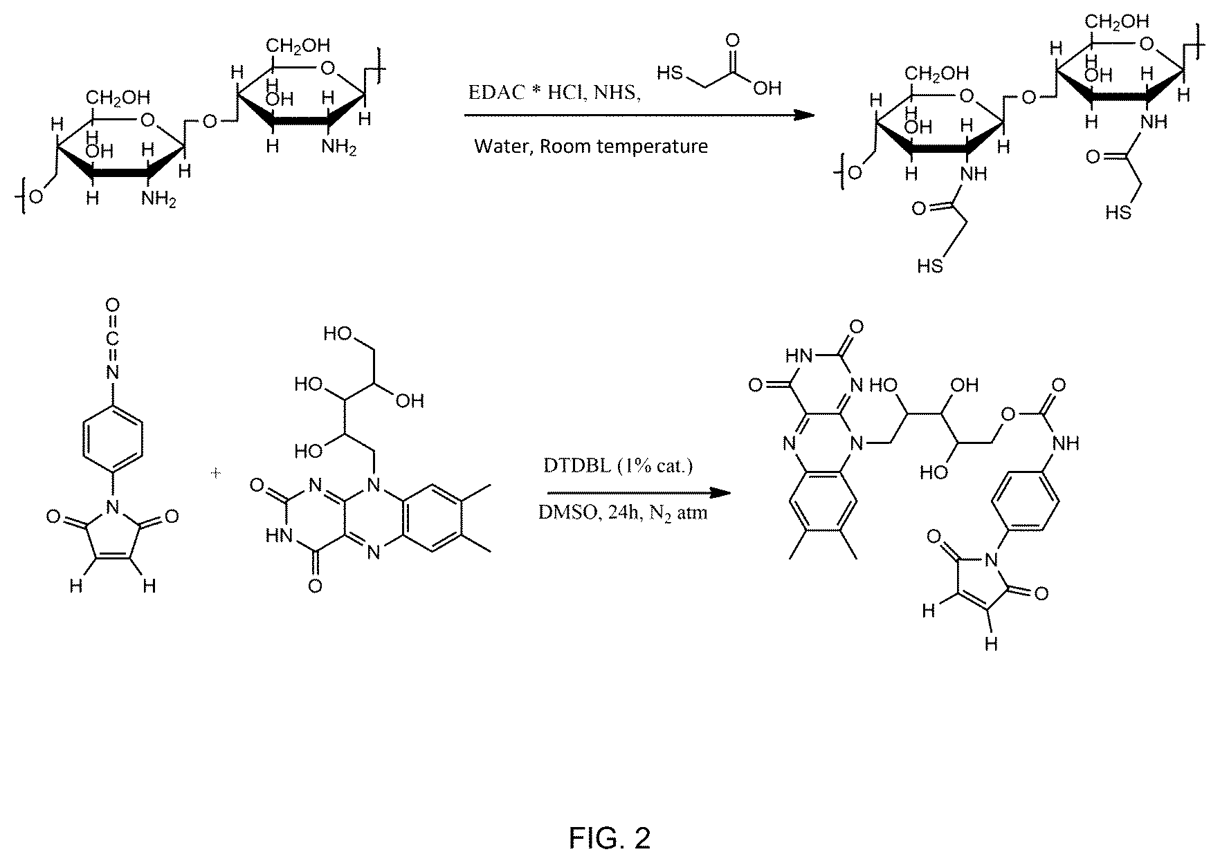 Patent US12616195 Figure 2 – Conjugates between a biopolymer and a photoactivated antimicrobial agent for combating fungal diseases of agricultural interest and methods for producing said conjugates