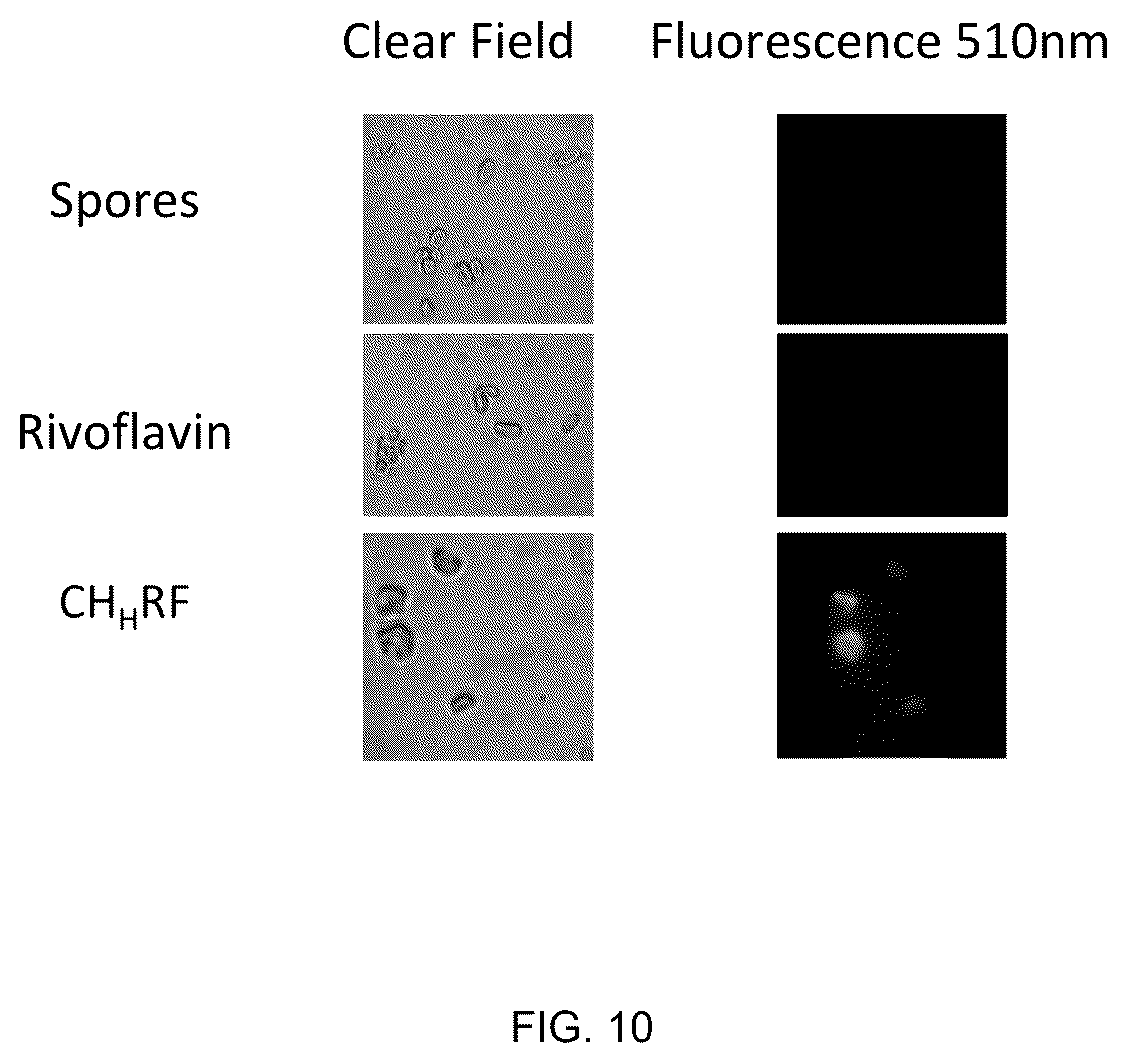 Patent US12616195 Figure 10 – Conjugates between a biopolymer and a photoactivated antimicrobial agent for combating fungal diseases of agricultural interest and methods for producing said conjugates