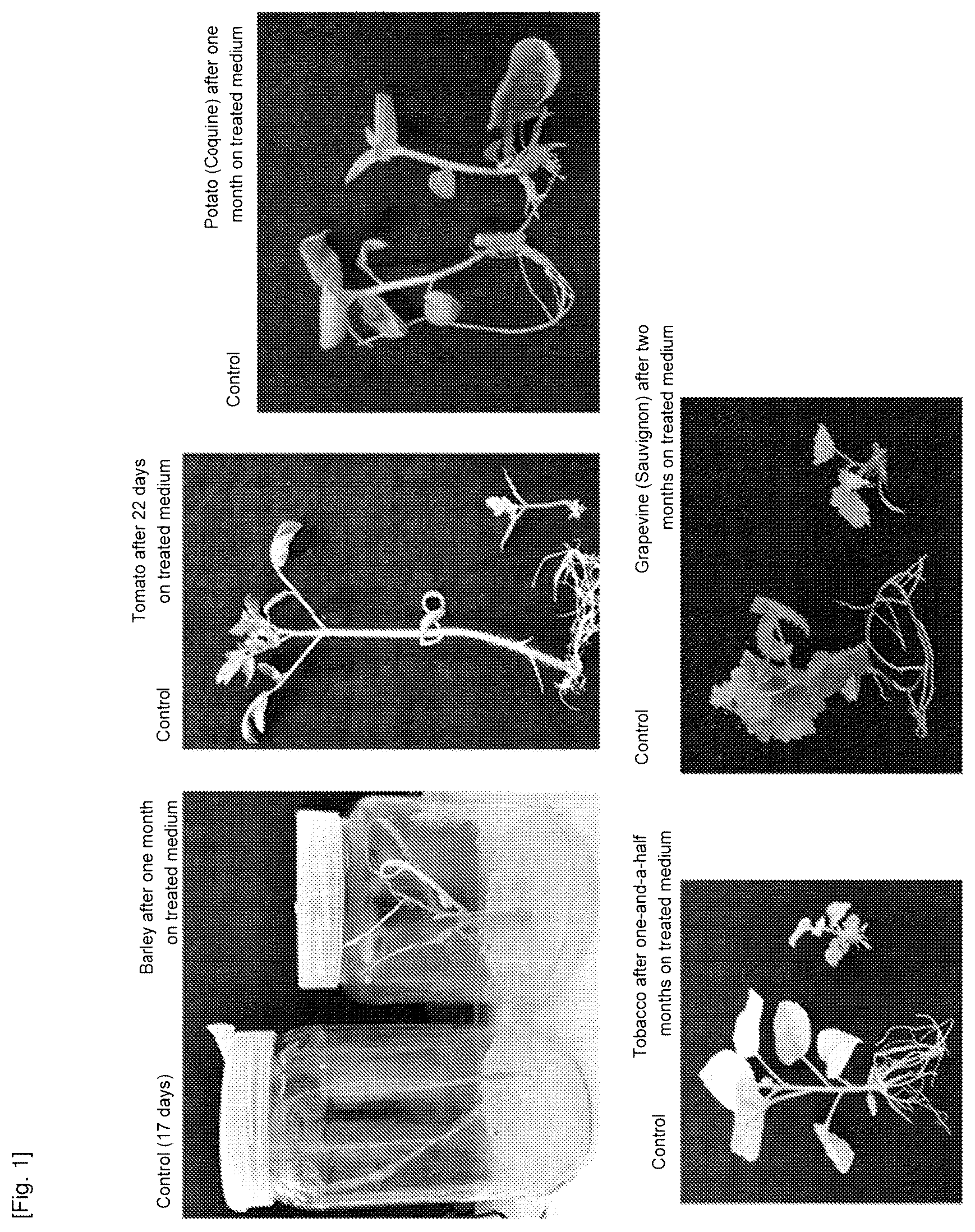 Patent US12616204 Figure 1 – Use of cationic porphyrins as selective herbicide