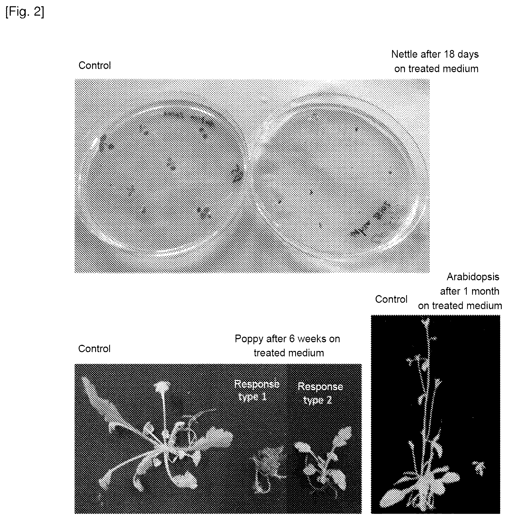 Patent US12616204 Figure 2 – Use of cationic porphyrins as selective herbicide
