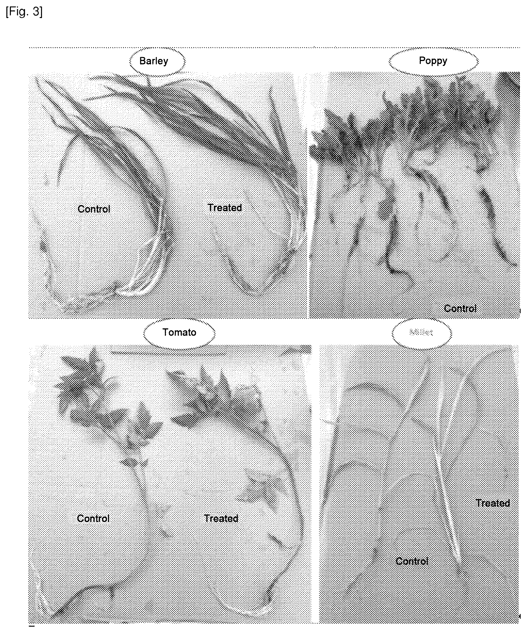 Patent US12616204 Figure 3 – Use of cationic porphyrins as selective herbicide