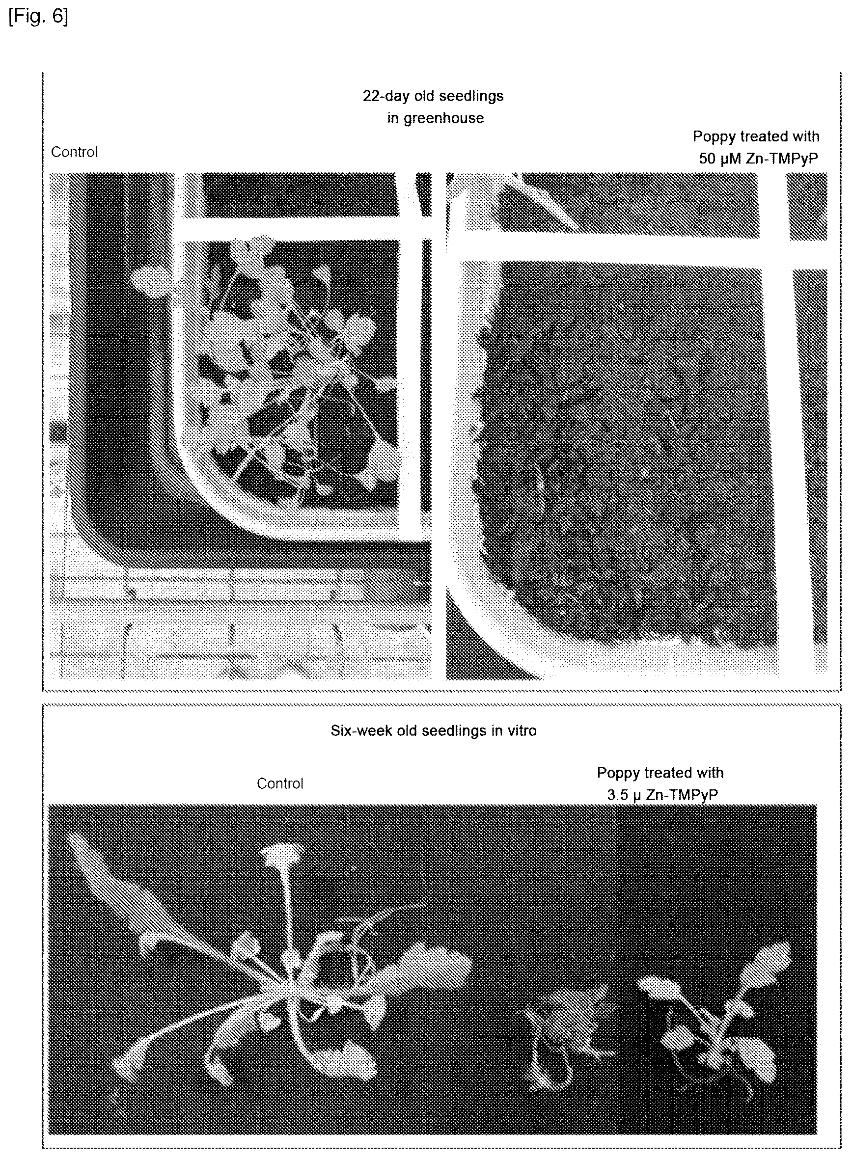 Patent US12616204 Figure 5 – Use of cationic porphyrins as selective herbicide