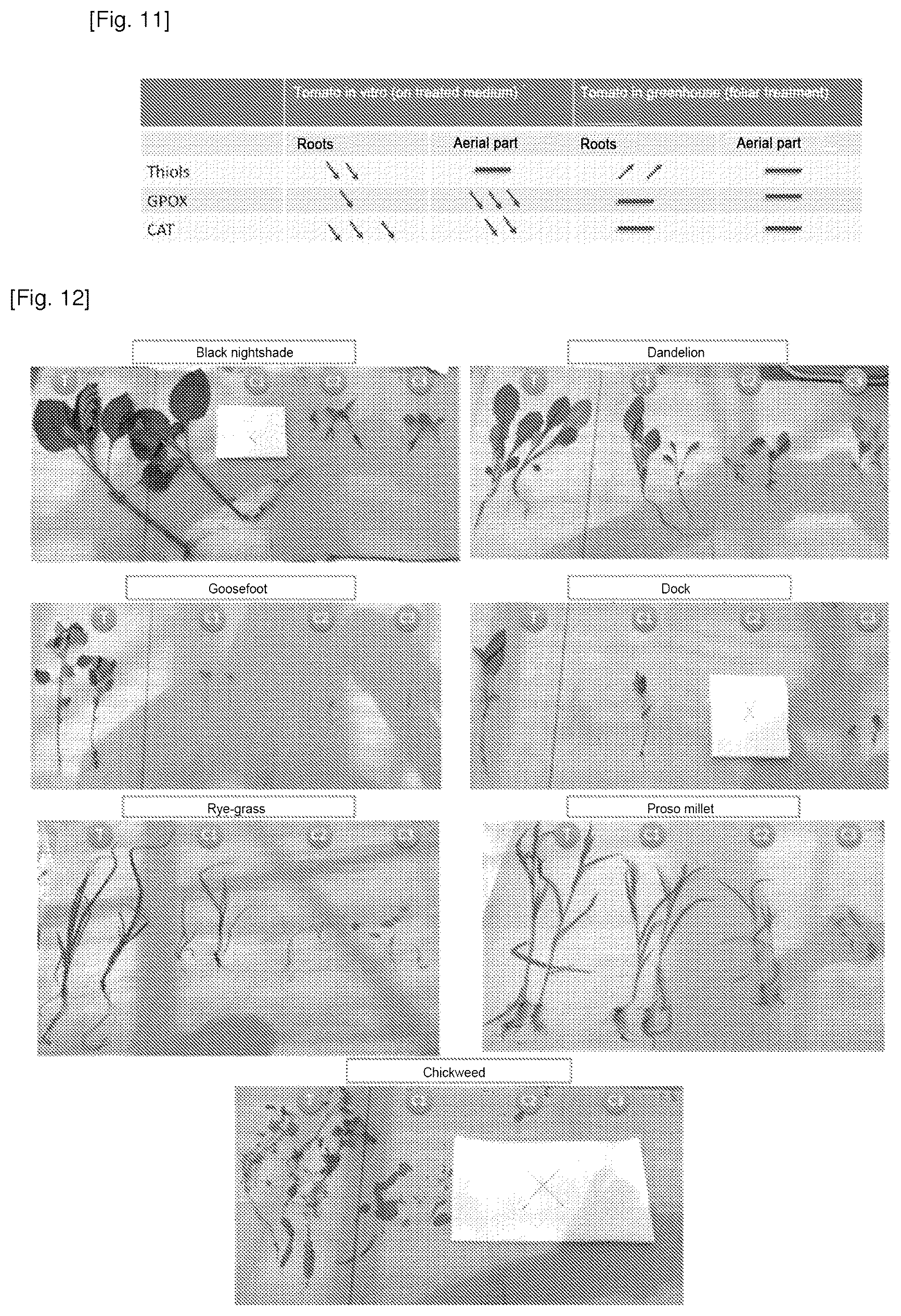 Patent US12616204 Figure 9 – Use of cationic porphyrins as selective herbicide