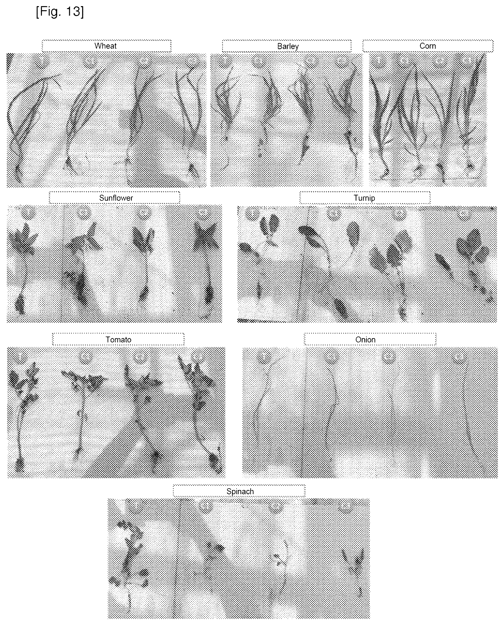 Patent US12616204 Figure 10 – Use of cationic porphyrins as selective herbicide