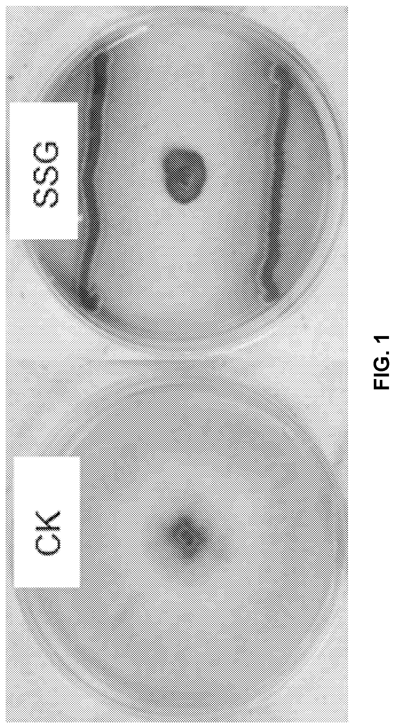 Patent US12616207 Figure 1 – Boxwood endophyte Burkholderia sp SSG as potential biocontrol agent against a wide range of pathogens