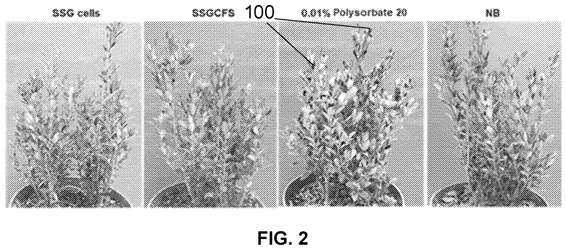 Patent US12616207 Figure 2 – Boxwood endophyte Burkholderia sp SSG as potential biocontrol agent against a wide range of pathogens