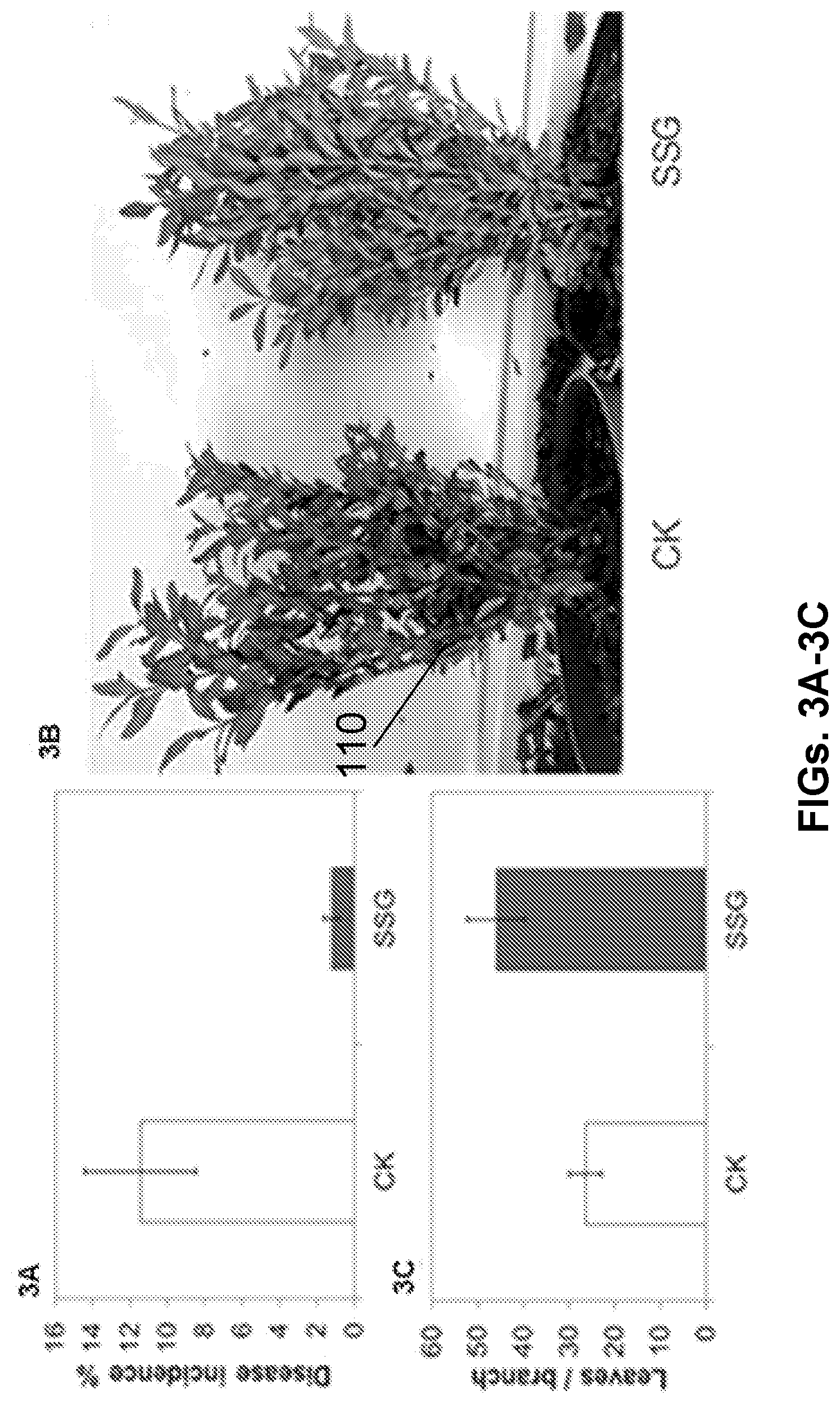 Patent US12616207 Figure 3 – Boxwood endophyte Burkholderia sp SSG as potential biocontrol agent against a wide range of pathogens