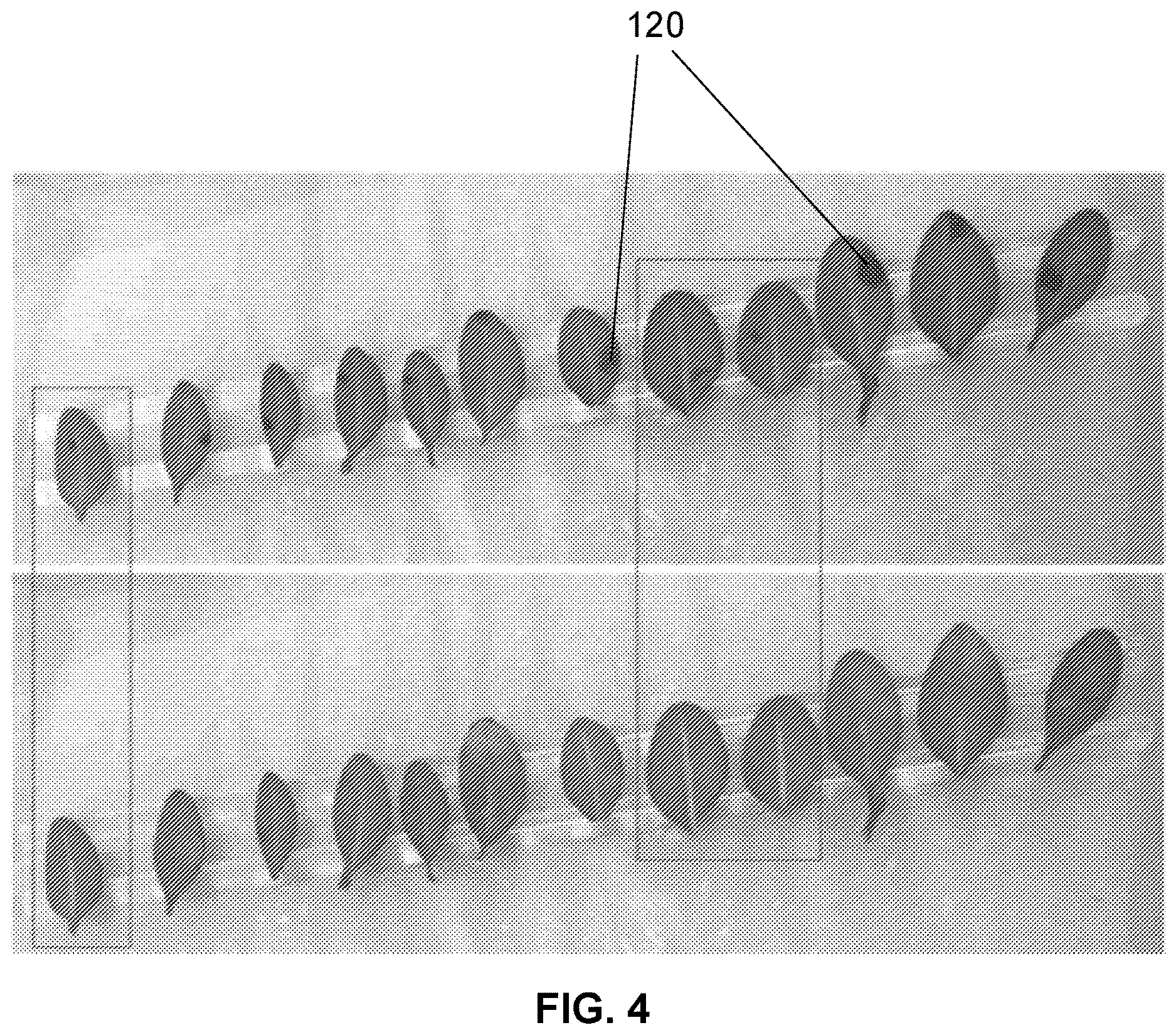 Patent US12616207 Figure 4 – Boxwood endophyte Burkholderia sp SSG as potential biocontrol agent against a wide range of pathogens