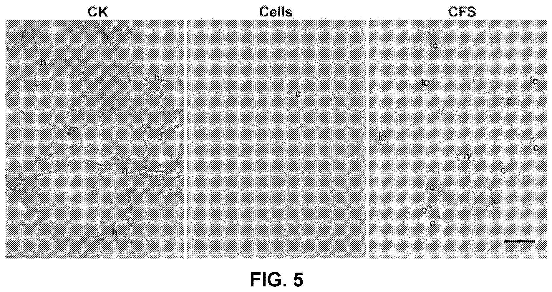 Patent US12616207 Figure 5 – Boxwood endophyte Burkholderia sp SSG as potential biocontrol agent against a wide range of pathogens