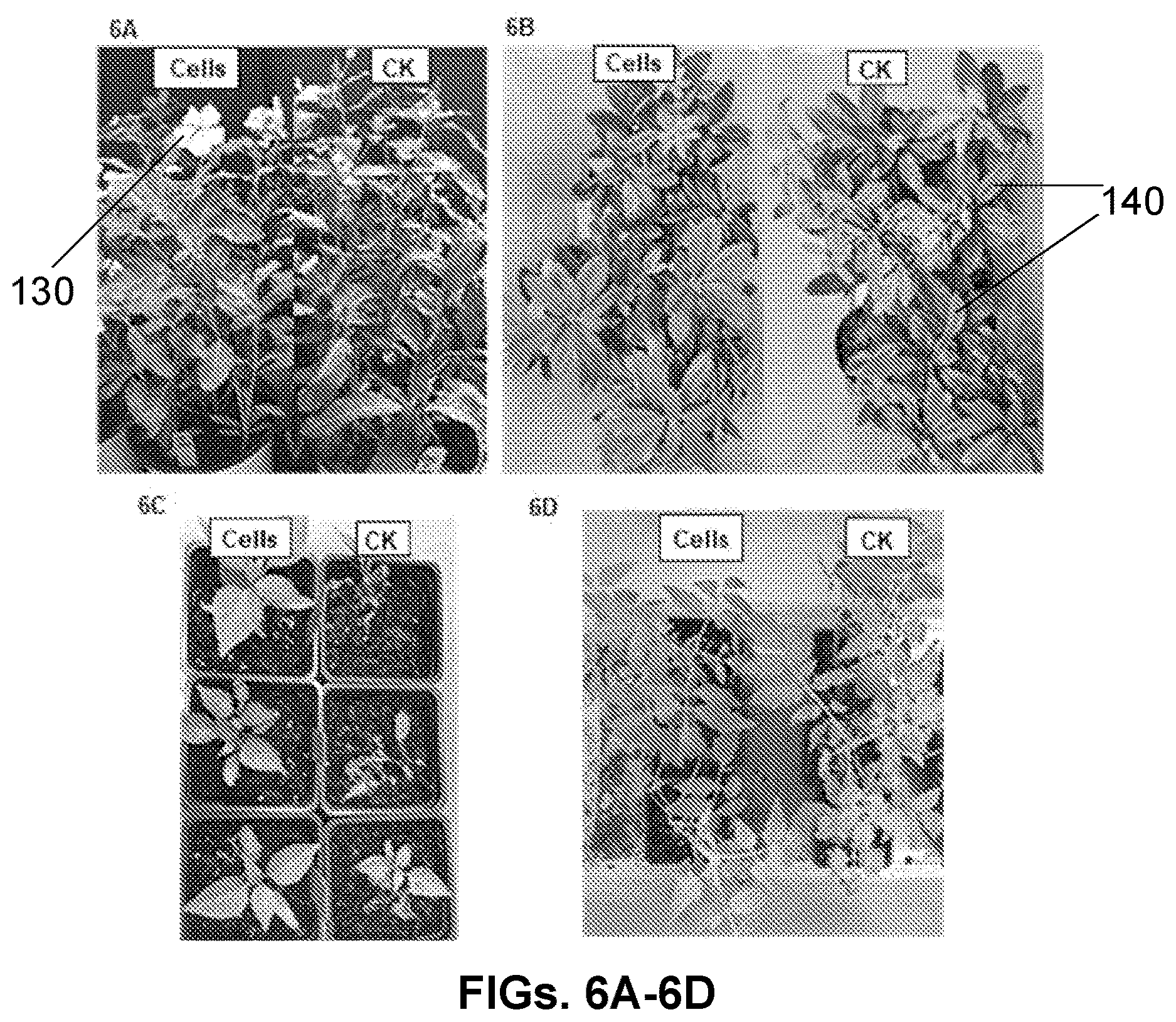Patent US12616207 Figure 6 – Boxwood endophyte Burkholderia sp SSG as potential biocontrol agent against a wide range of pathogens