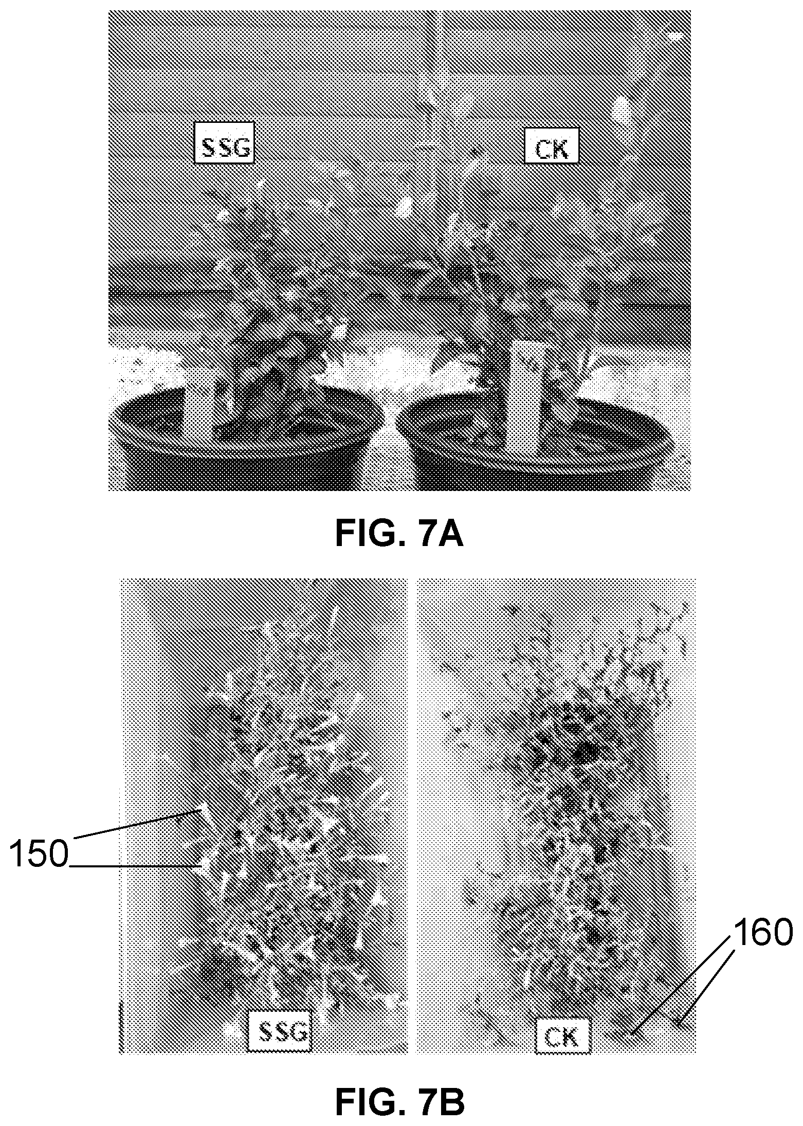 Patent US12616207 Figure 7 – Boxwood endophyte Burkholderia sp SSG as potential biocontrol agent against a wide range of pathogens