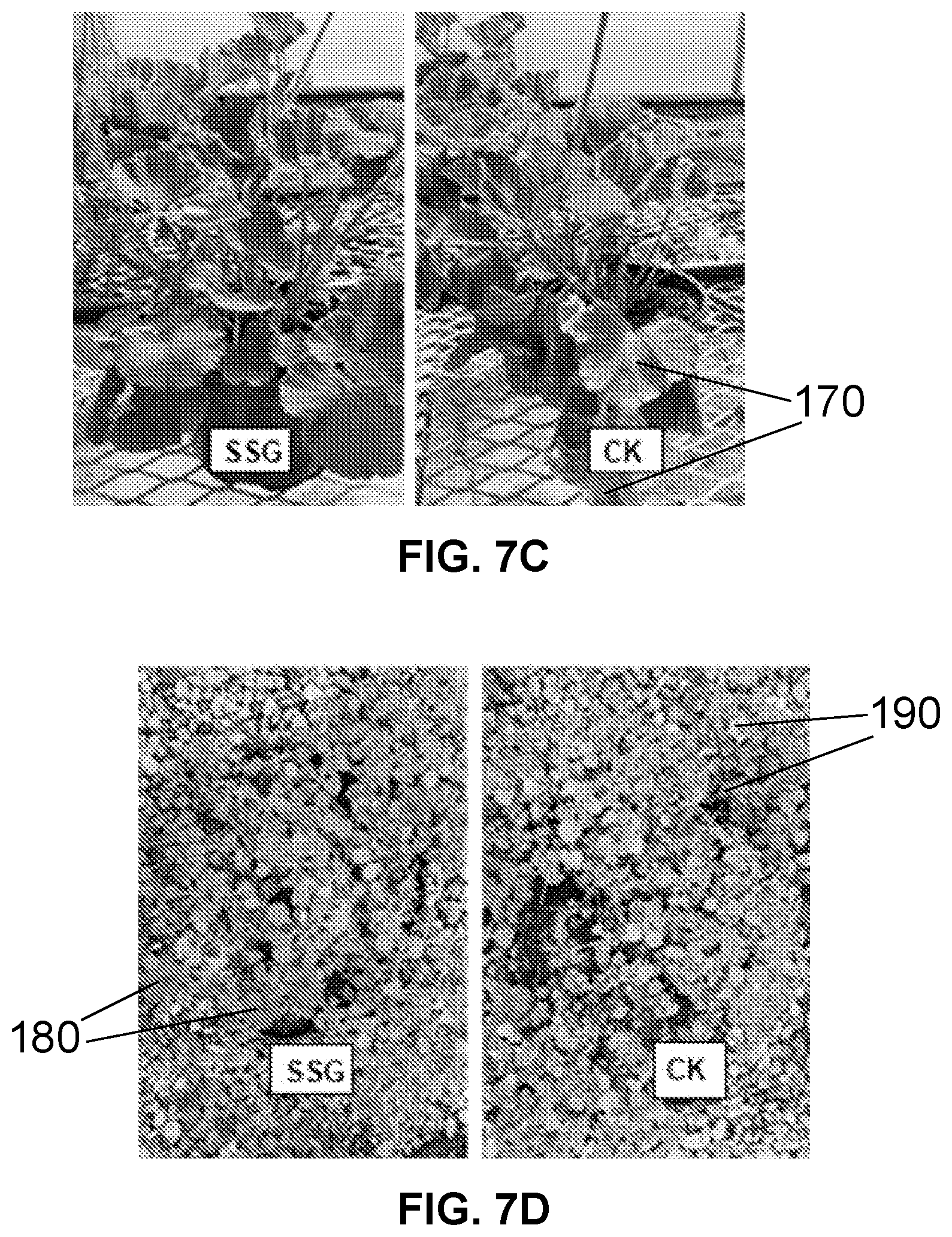 Patent US12616207 Figure 8 – Boxwood endophyte Burkholderia sp SSG as potential biocontrol agent against a wide range of pathogens