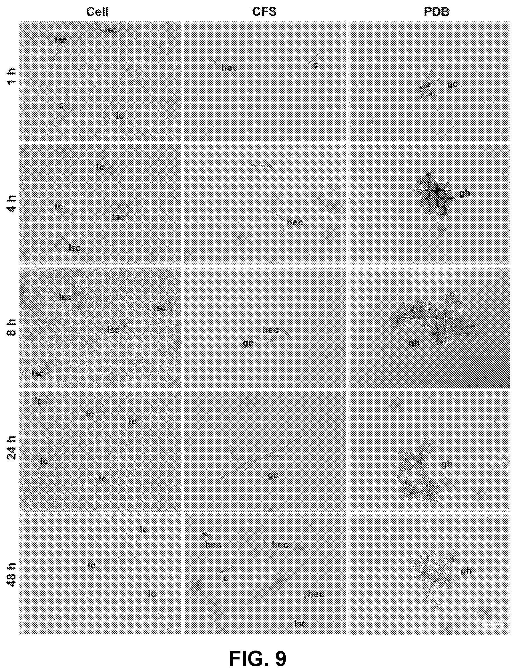 Patent US12616207 Figure 10 – Boxwood endophyte Burkholderia sp SSG as potential biocontrol agent against a wide range of pathogens
