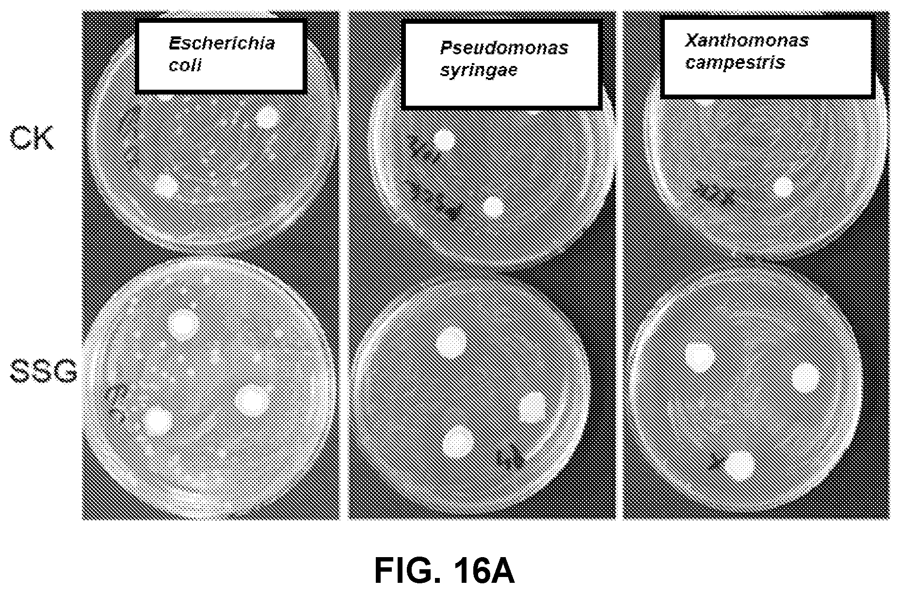 Patent US12616207 Figure 15 – Boxwood endophyte Burkholderia sp SSG as potential biocontrol agent against a wide range of pathogens