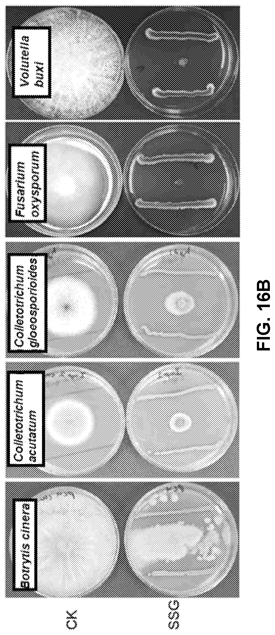 Patent US12616207 Figure 16 – Boxwood endophyte Burkholderia sp SSG as potential biocontrol agent against a wide range of pathogens
