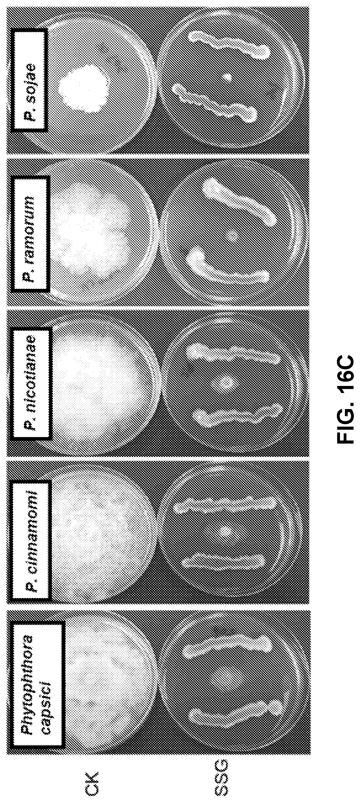 Patent US12616207 Figure 17 – Boxwood endophyte Burkholderia sp SSG as potential biocontrol agent against a wide range of pathogens