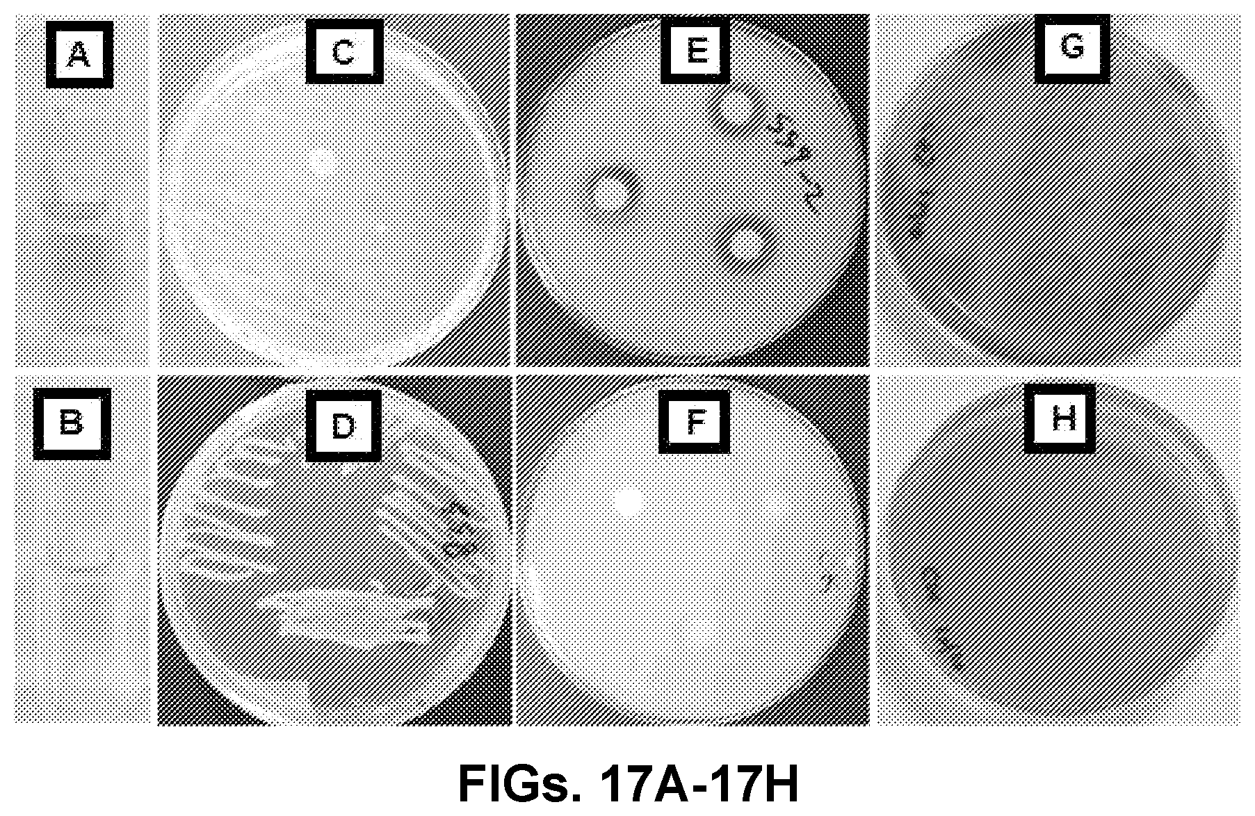 Patent US12616207 Figure 18 – Boxwood endophyte Burkholderia sp SSG as potential biocontrol agent against a wide range of pathogens