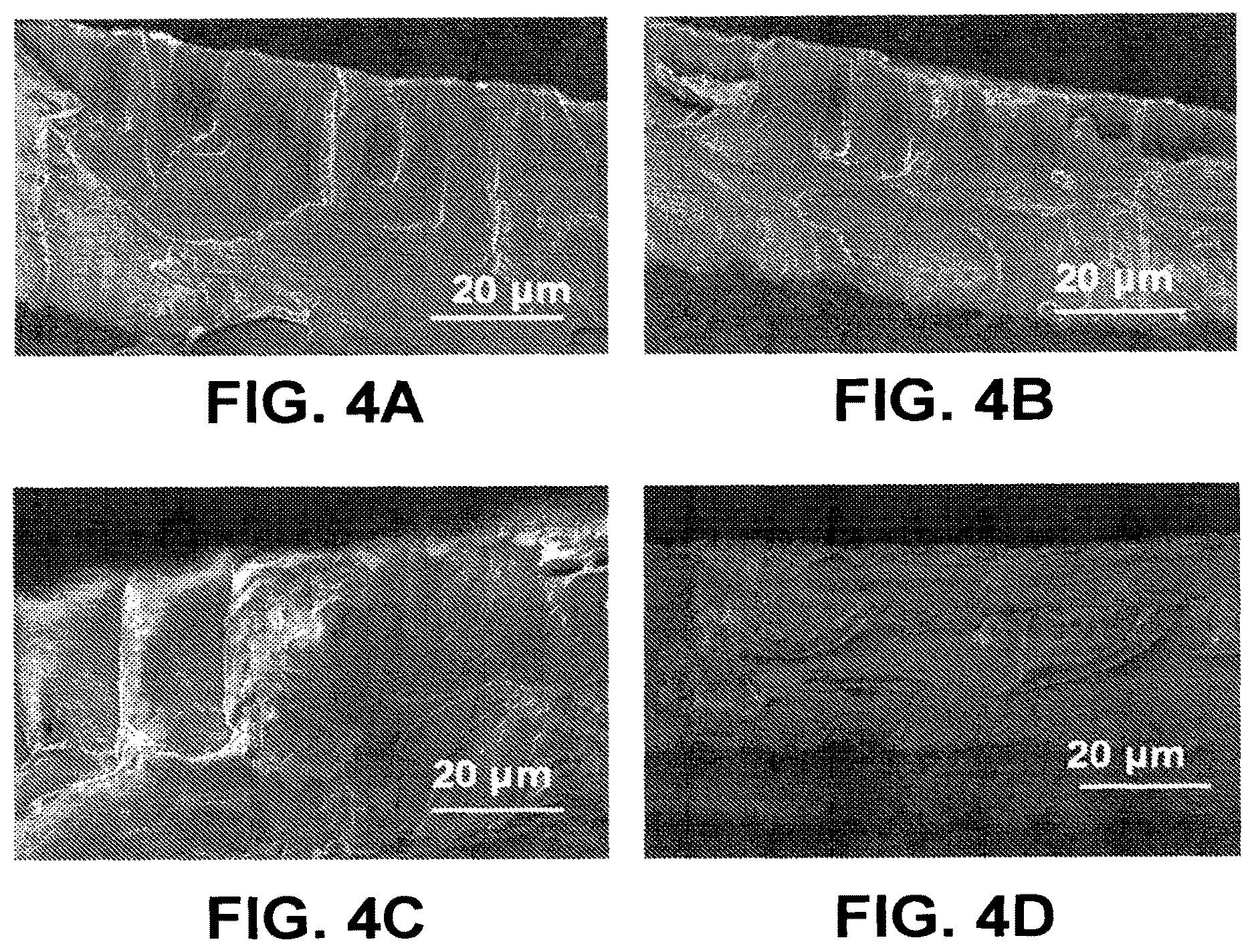Patent US12616217 Figure 4 – Food packaging films for food storage and freshness monitoring