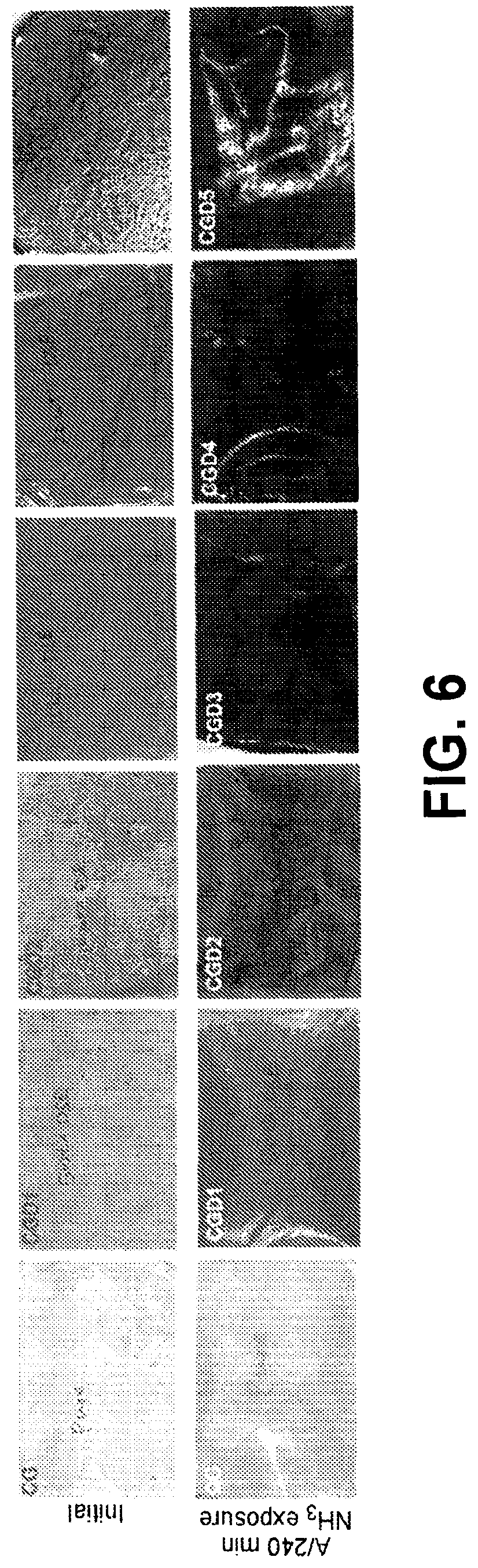 Patent US12616217 Figure 6 – Food packaging films for food storage and freshness monitoring