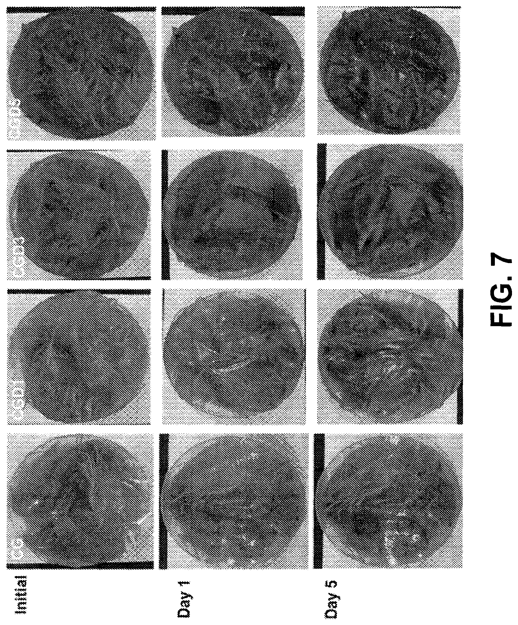 Patent US12616217 Figure 7 – Food packaging films for food storage and freshness monitoring