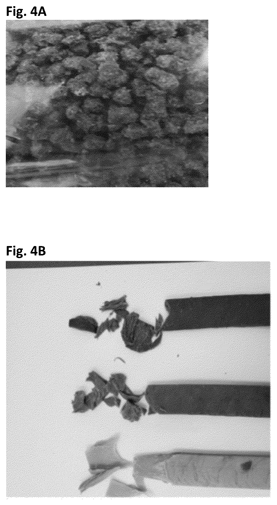 Patent US12616224 Figure 3 – Structured high-protein meat analogue compositions