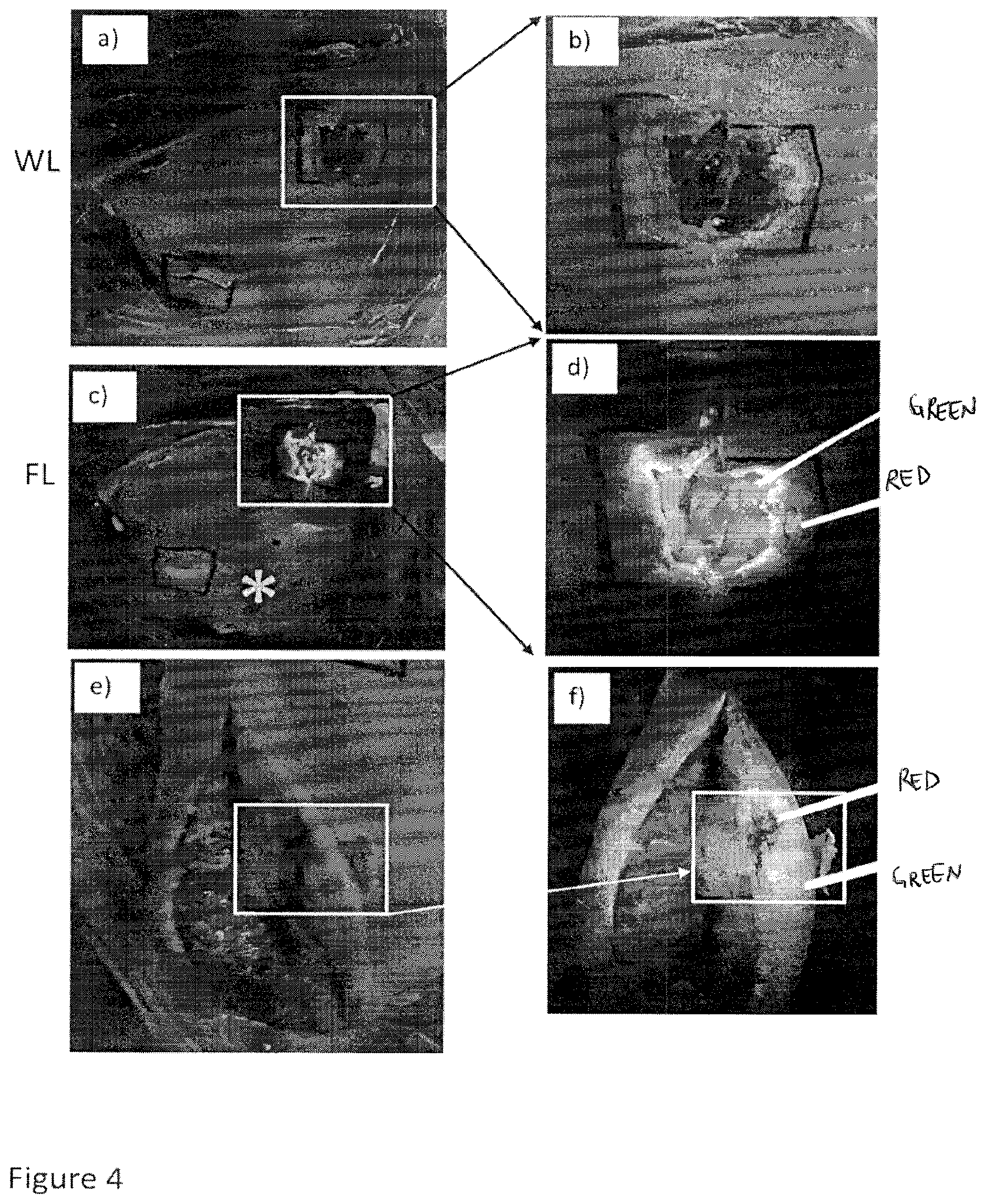 Patent US12616372 Figure 6 – Devices, methods, and systems for fluorescence-based imaging and detection of location(s) and/or source(s) of potential contamination and/or pollution