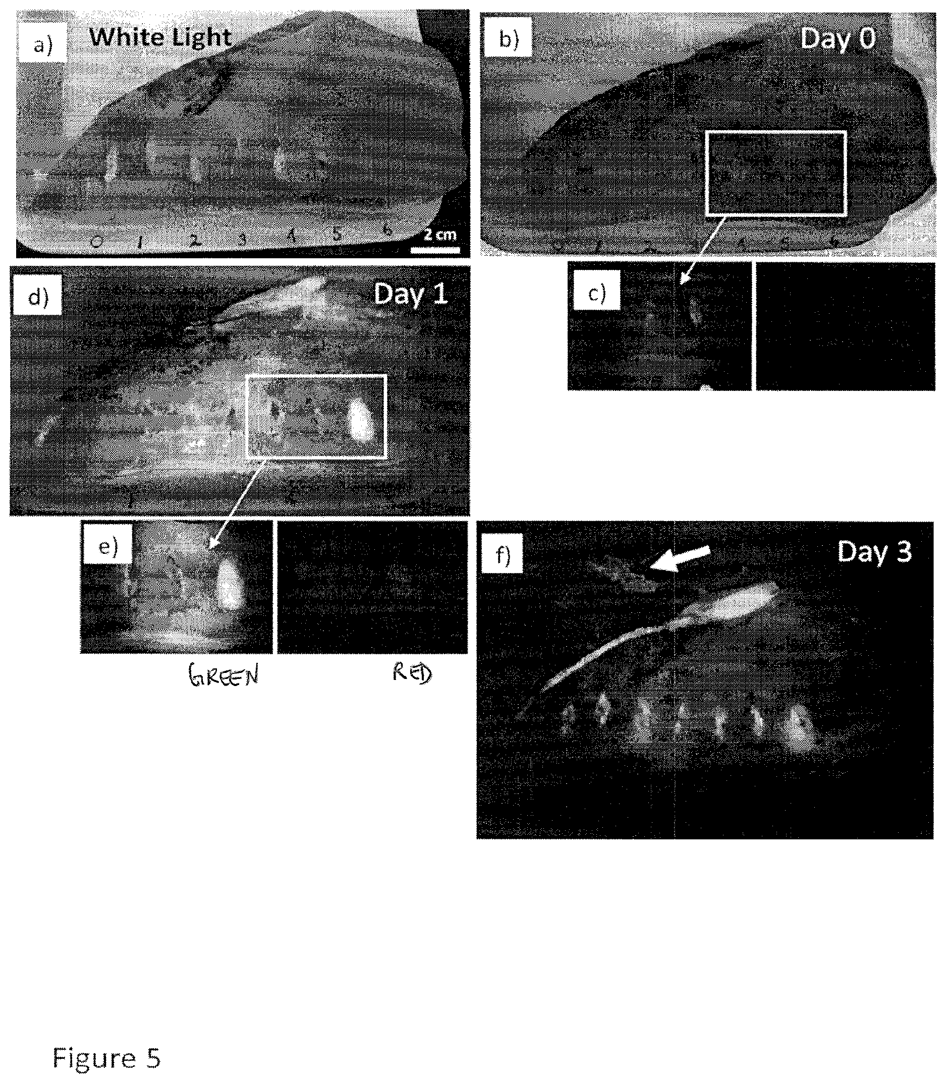 Patent US12616372 Figure 7 – Devices, methods, and systems for fluorescence-based imaging and detection of location(s) and/or source(s) of potential contamination and/or pollution
