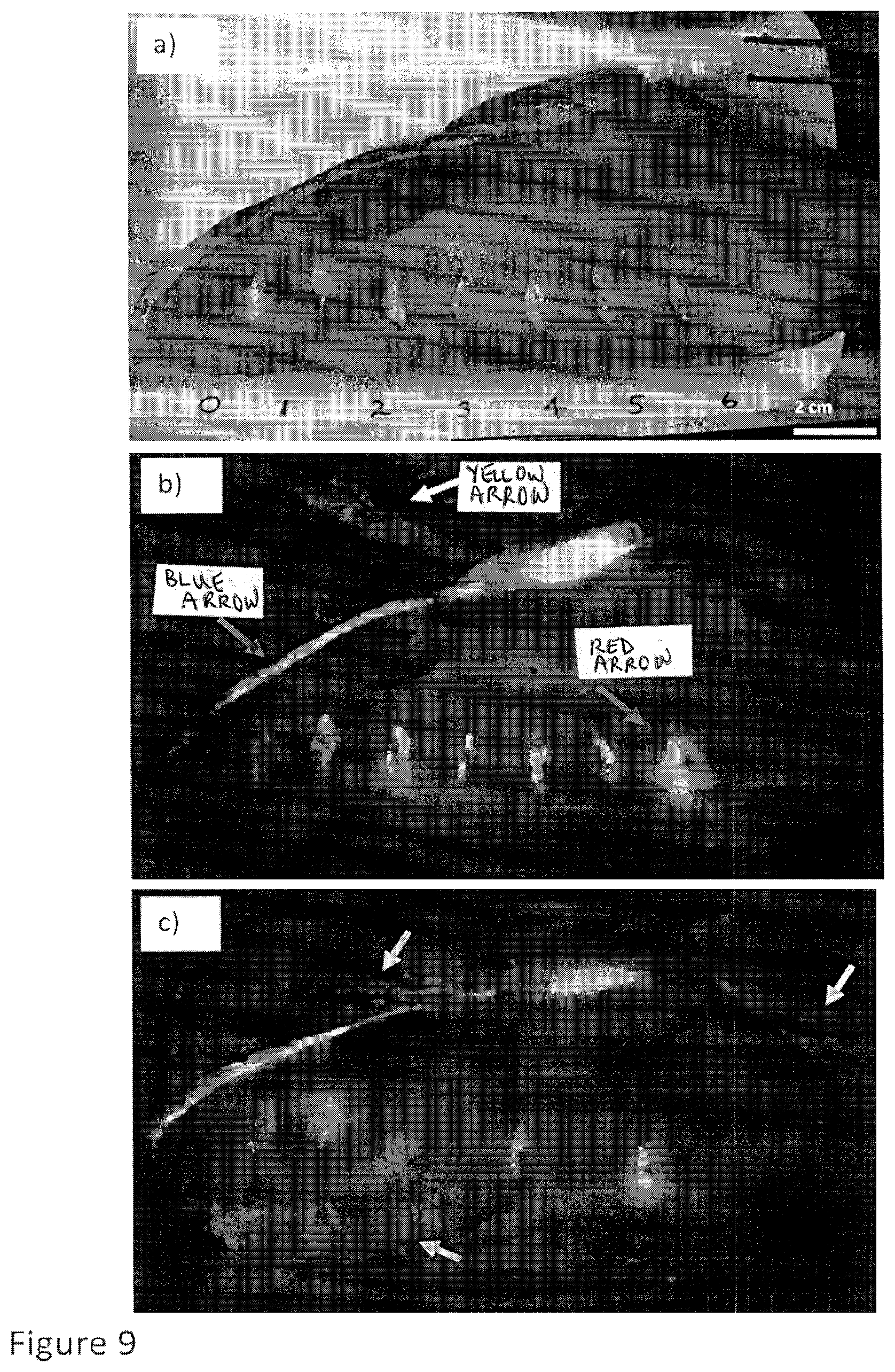 Patent US12616372 Figure 11 – Devices, methods, and systems for fluorescence-based imaging and detection of location(s) and/or source(s) of potential contamination and/or pollution