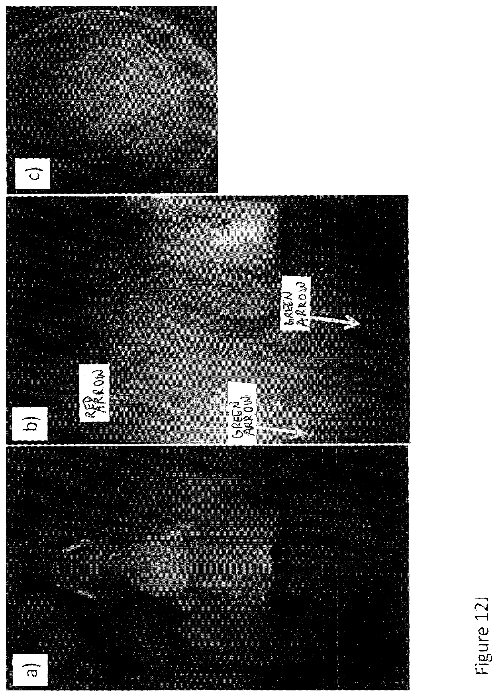 Patent US12616372 Figure 16 – Devices, methods, and systems for fluorescence-based imaging and detection of location(s) and/or source(s) of potential contamination and/or pollution