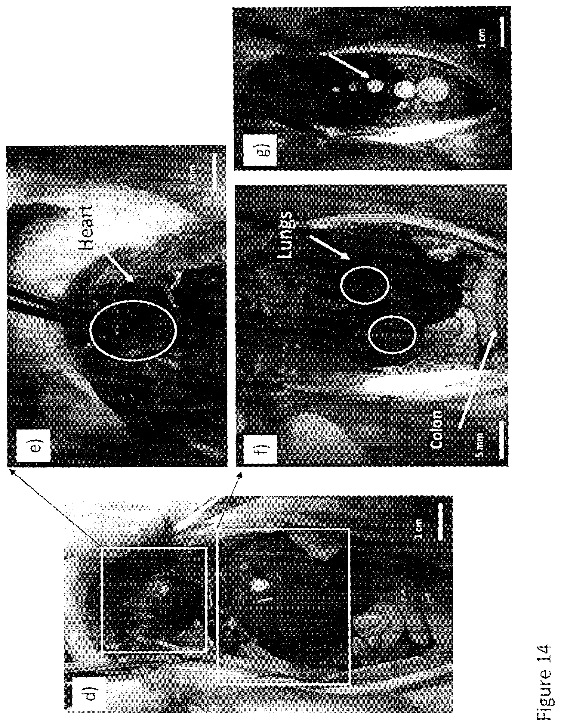 Patent US12616372 Figure 19 – Devices, methods, and systems for fluorescence-based imaging and detection of location(s) and/or source(s) of potential contamination and/or pollution
